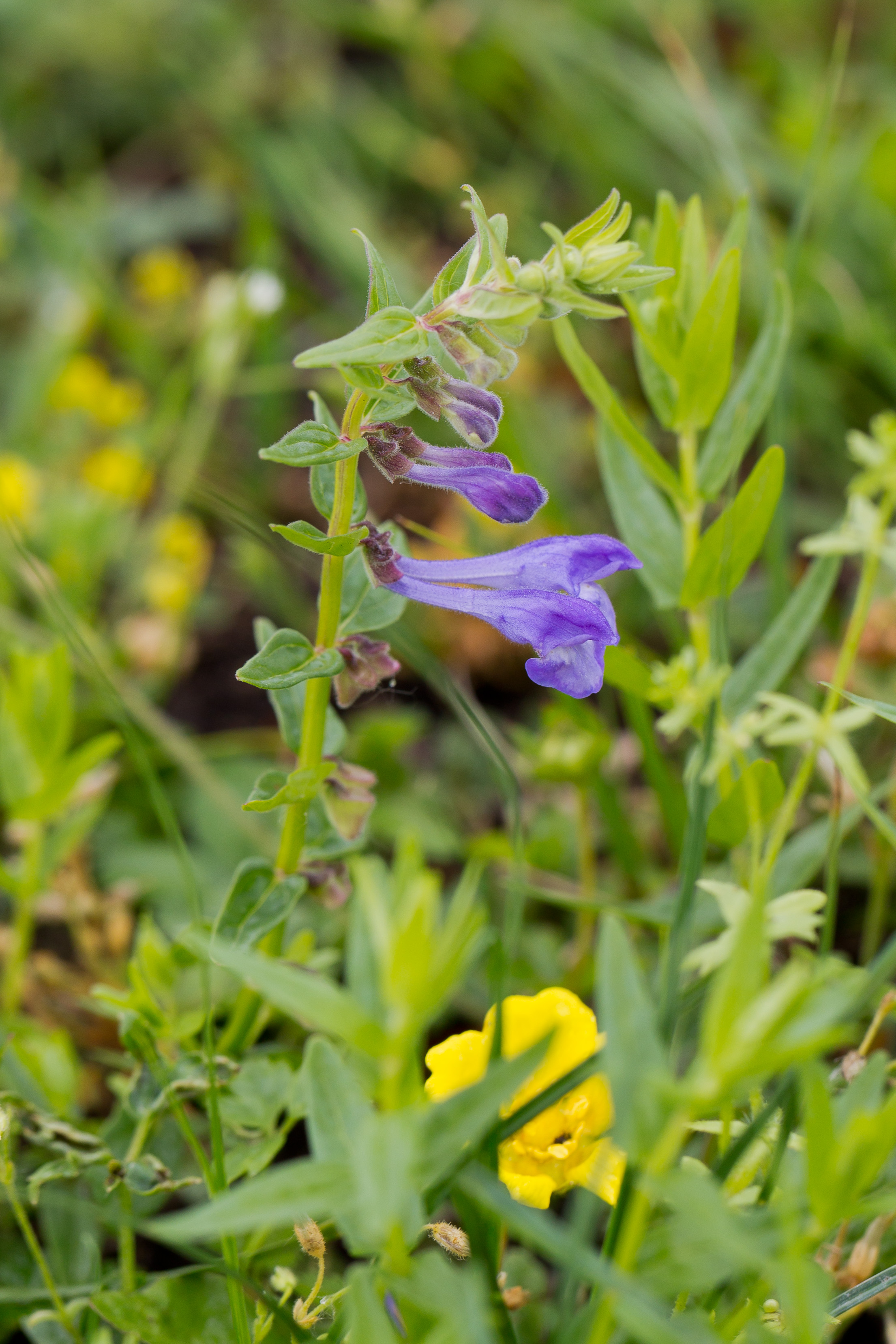 Lamiaceae_Scutellaria hastifolia 1-2.jpg
