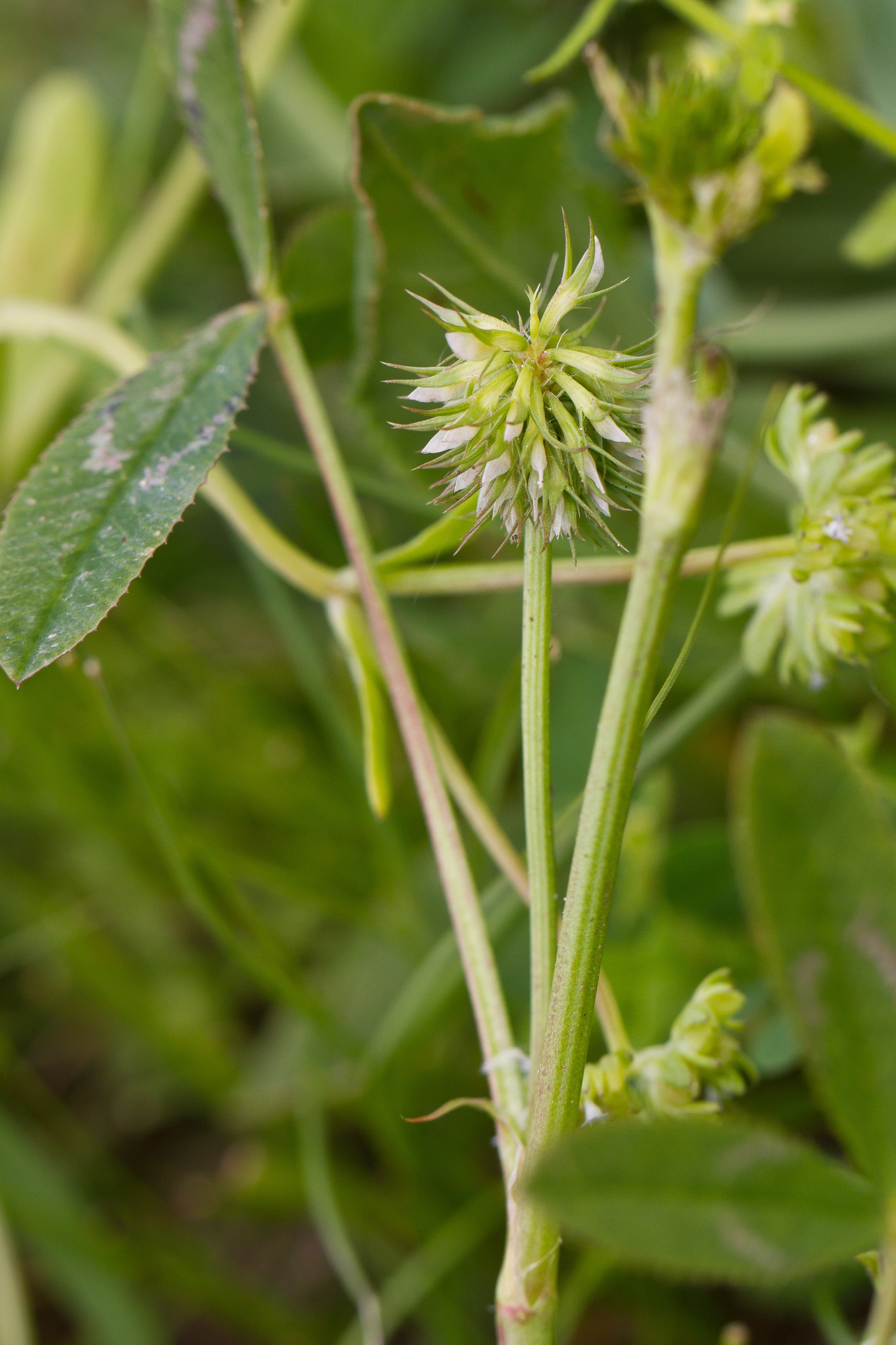 Fabaceae_Trifolium retusum.jpg