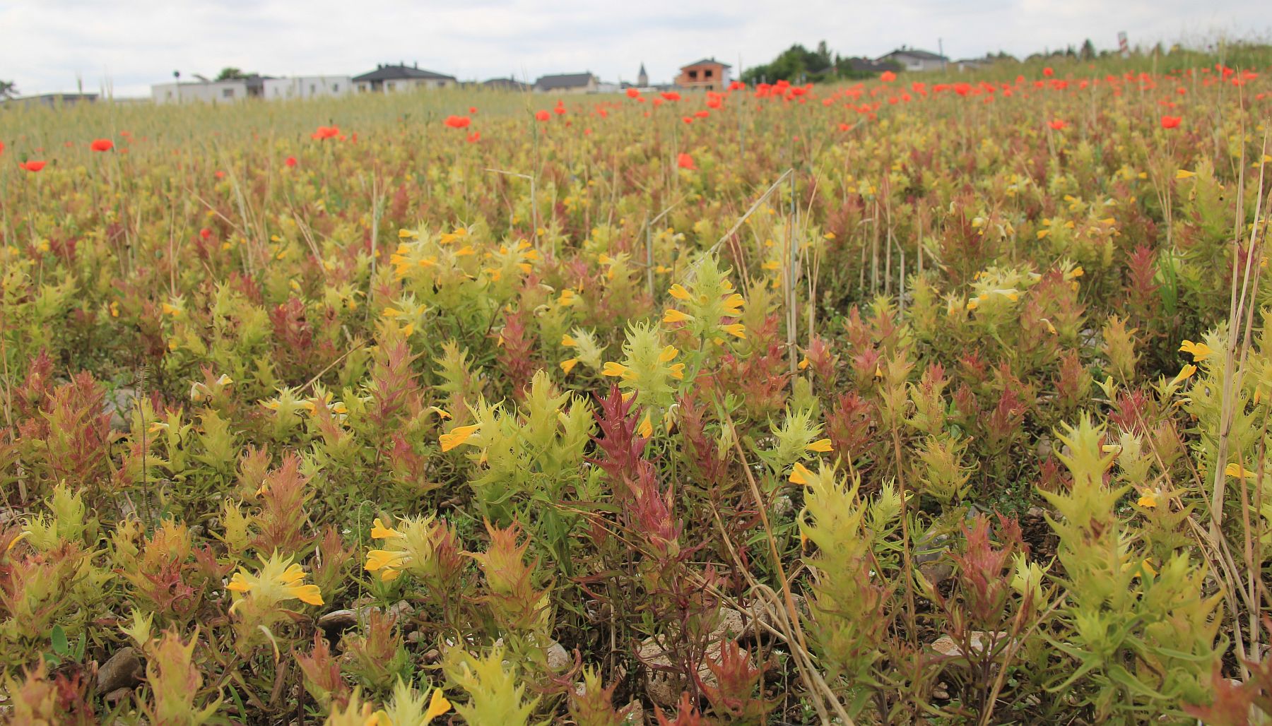Melampyrum barbatum Sollenau_20200611_07.jpg
