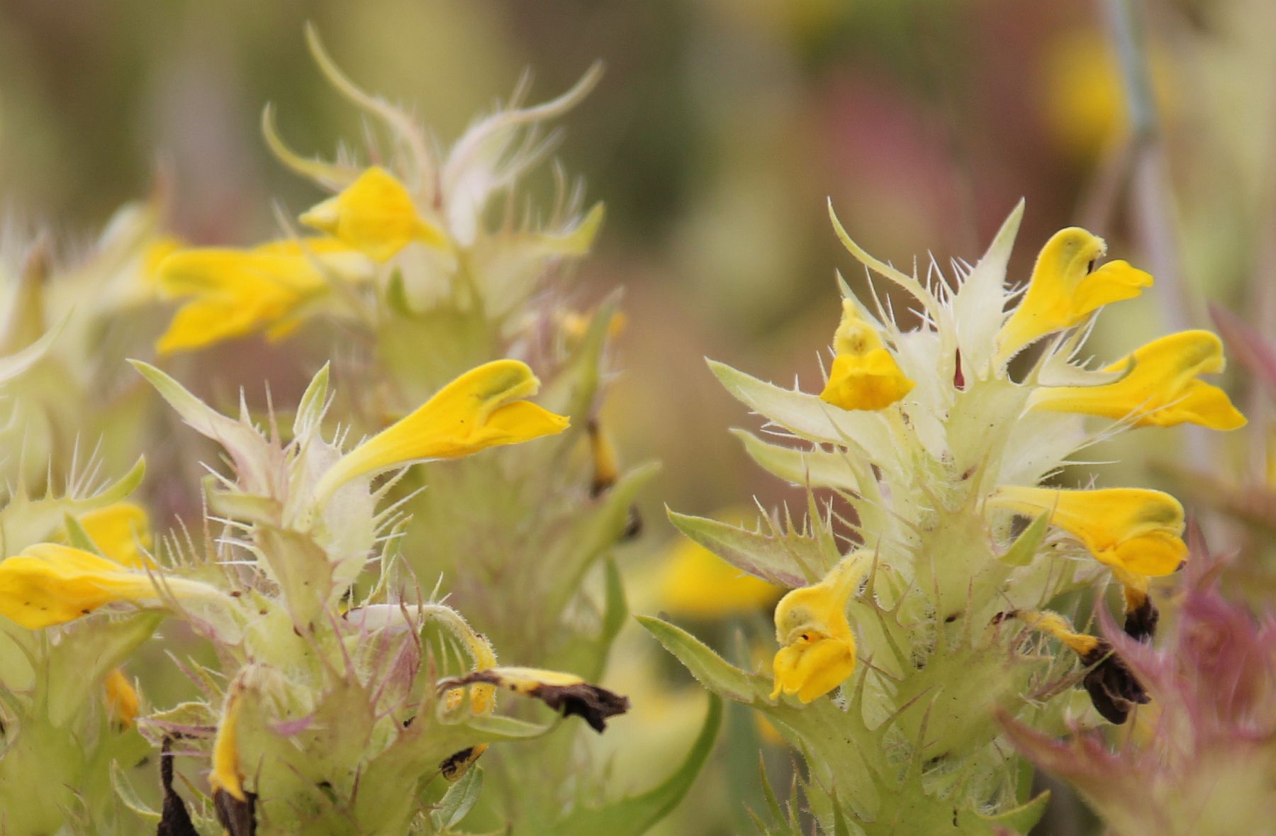 Melampyrum barbatum Sollenau_20200611_11.jpg