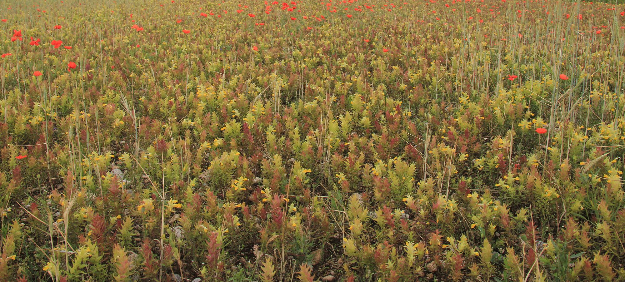 Melampyrum barbatum Sollenau_20200611_04.jpg