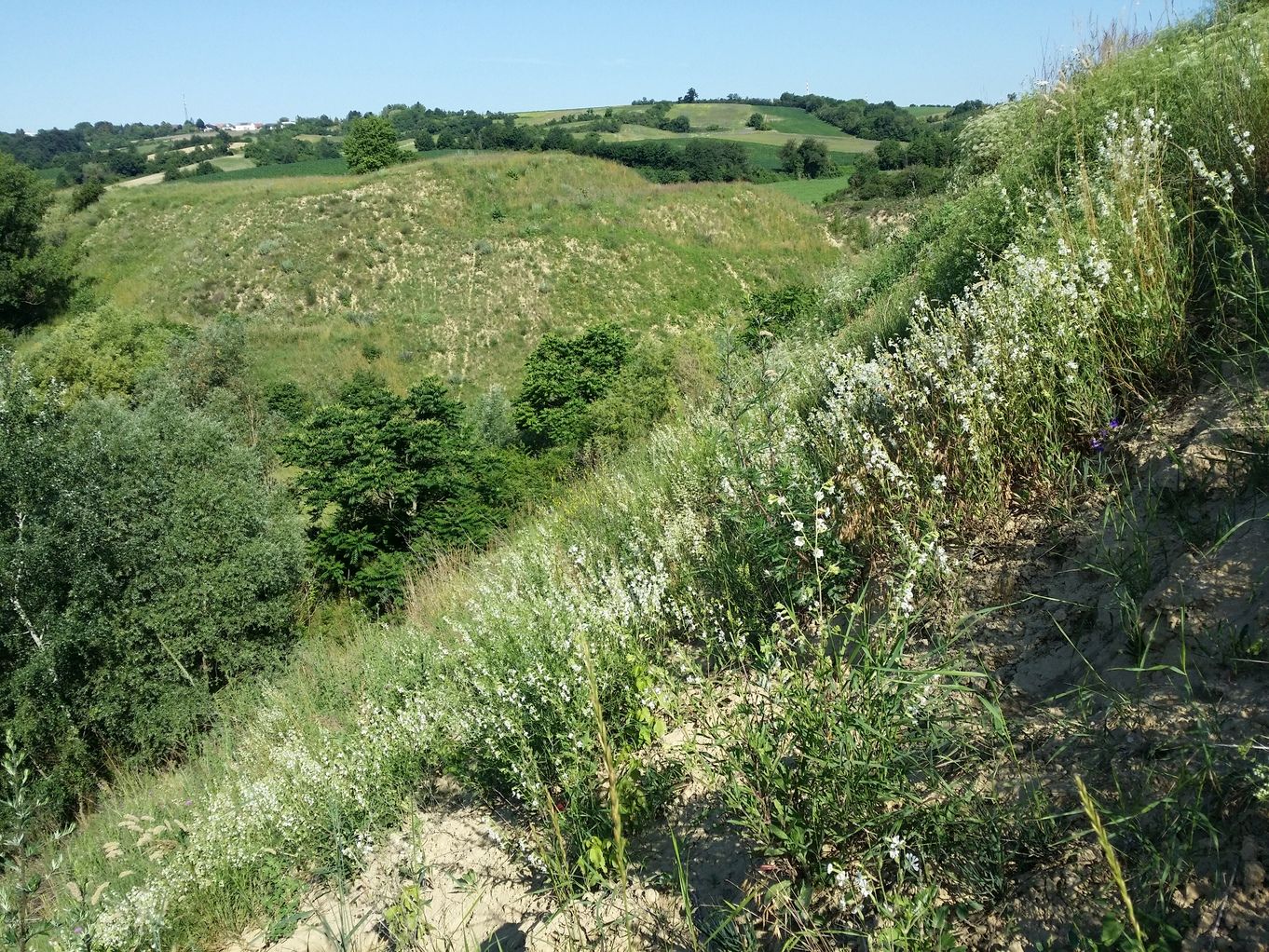 20200704_090015.jpg
