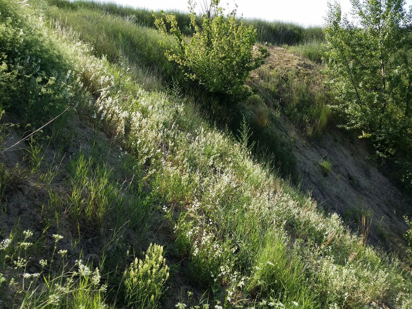 20200704_090502.jpg