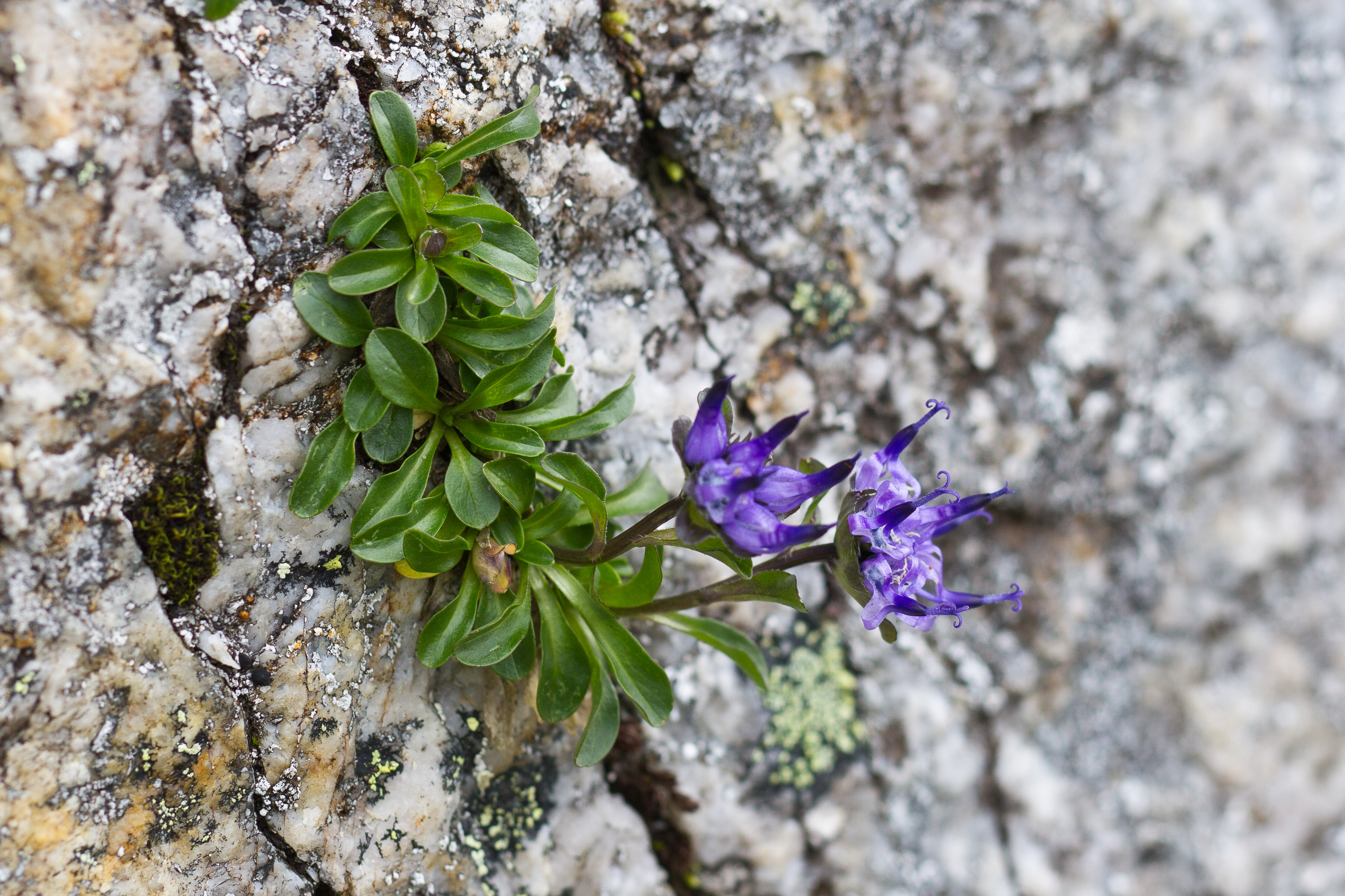 Campanulaceae_Phyteuma globulariifolium 1-2.jpg