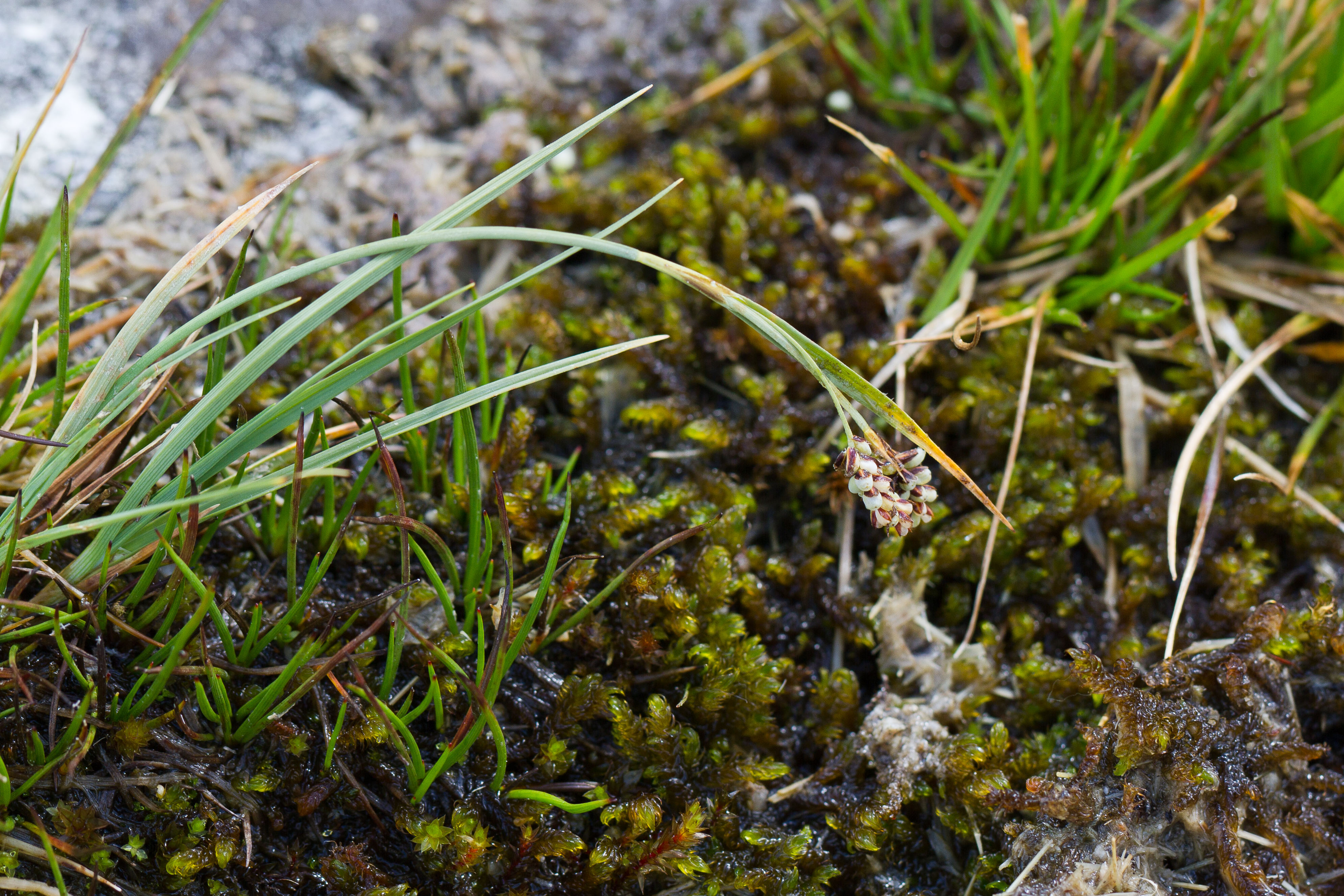 Cyperaceae_Carex bicolor 1-2.jpg
