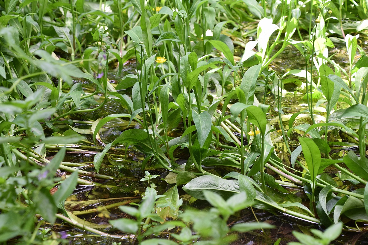 Gföhler-07072020-(44) - Weg A - Tümpel.JPG