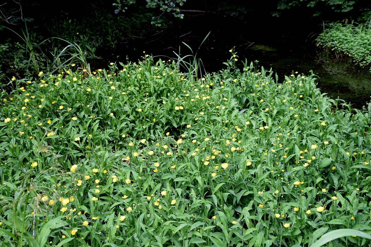 Gföhler-07072020-(183) - Weg A - Tümpel.JPG