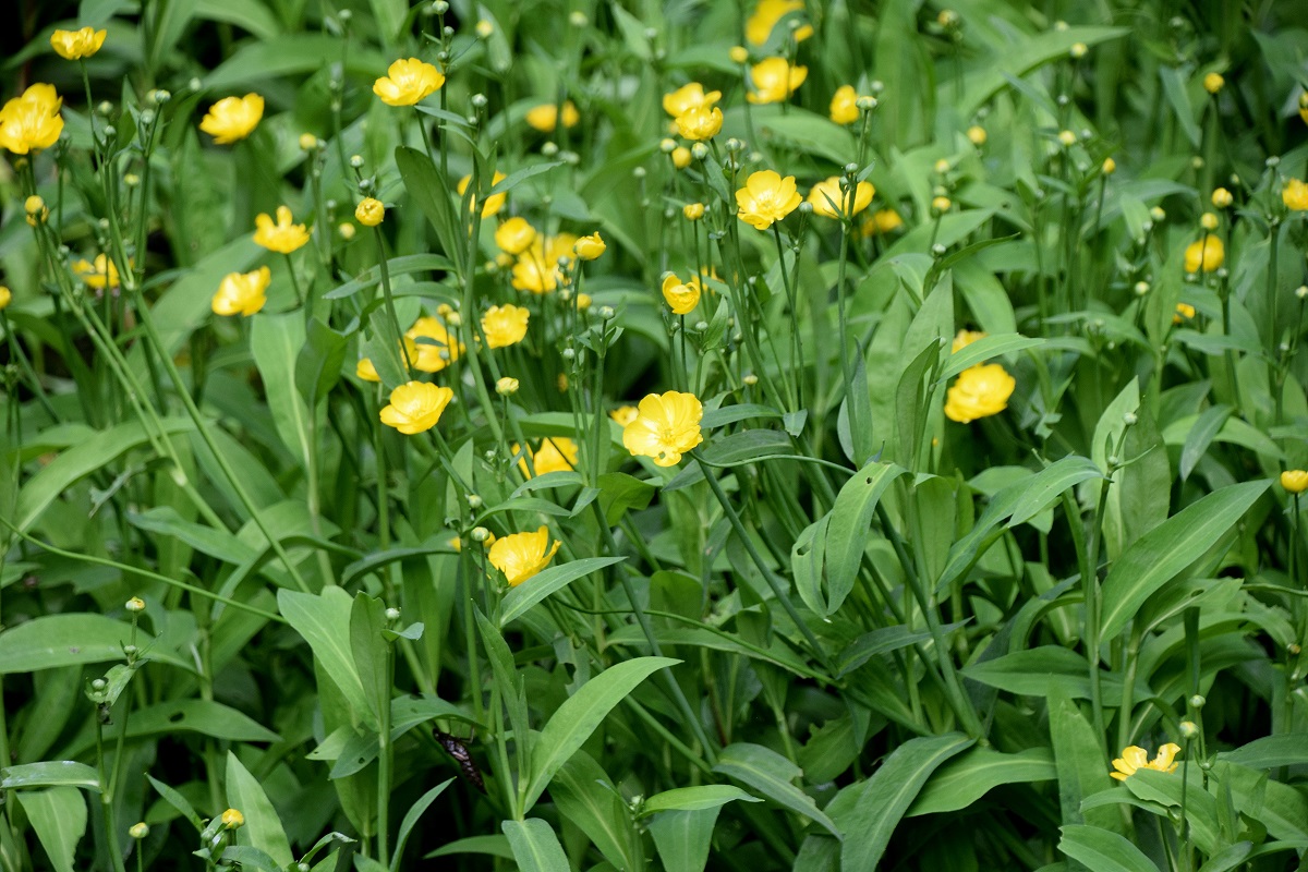 Gföhler-07072020-(184) - Weg A - Tümpel.JPG