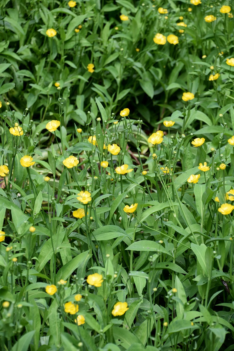 Gföhler-07072020-(185) - Weg A - Tümpel.JPG
