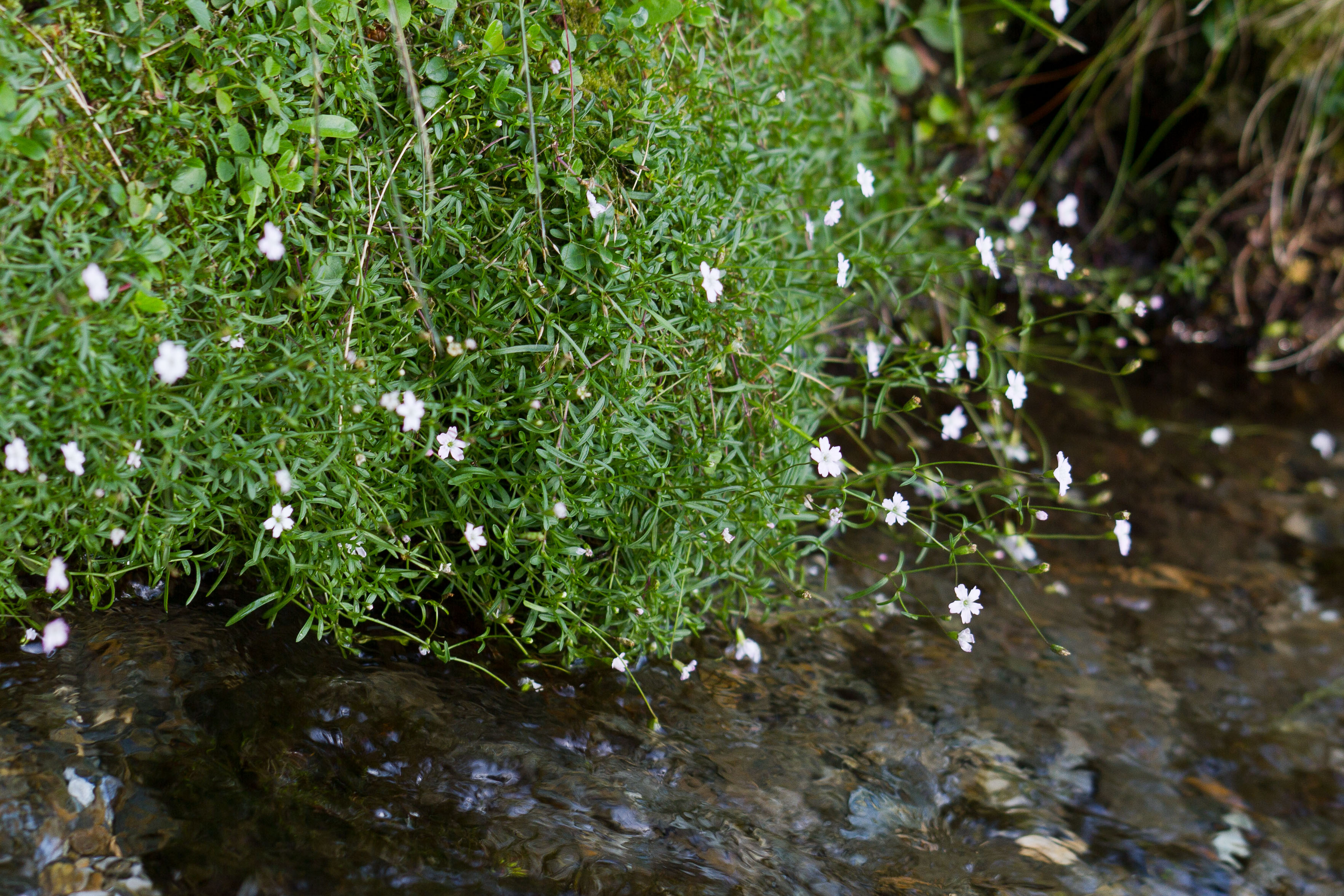 Caryophyllaceae_Heliosperma pusillum pudibundum 1-2.jpg