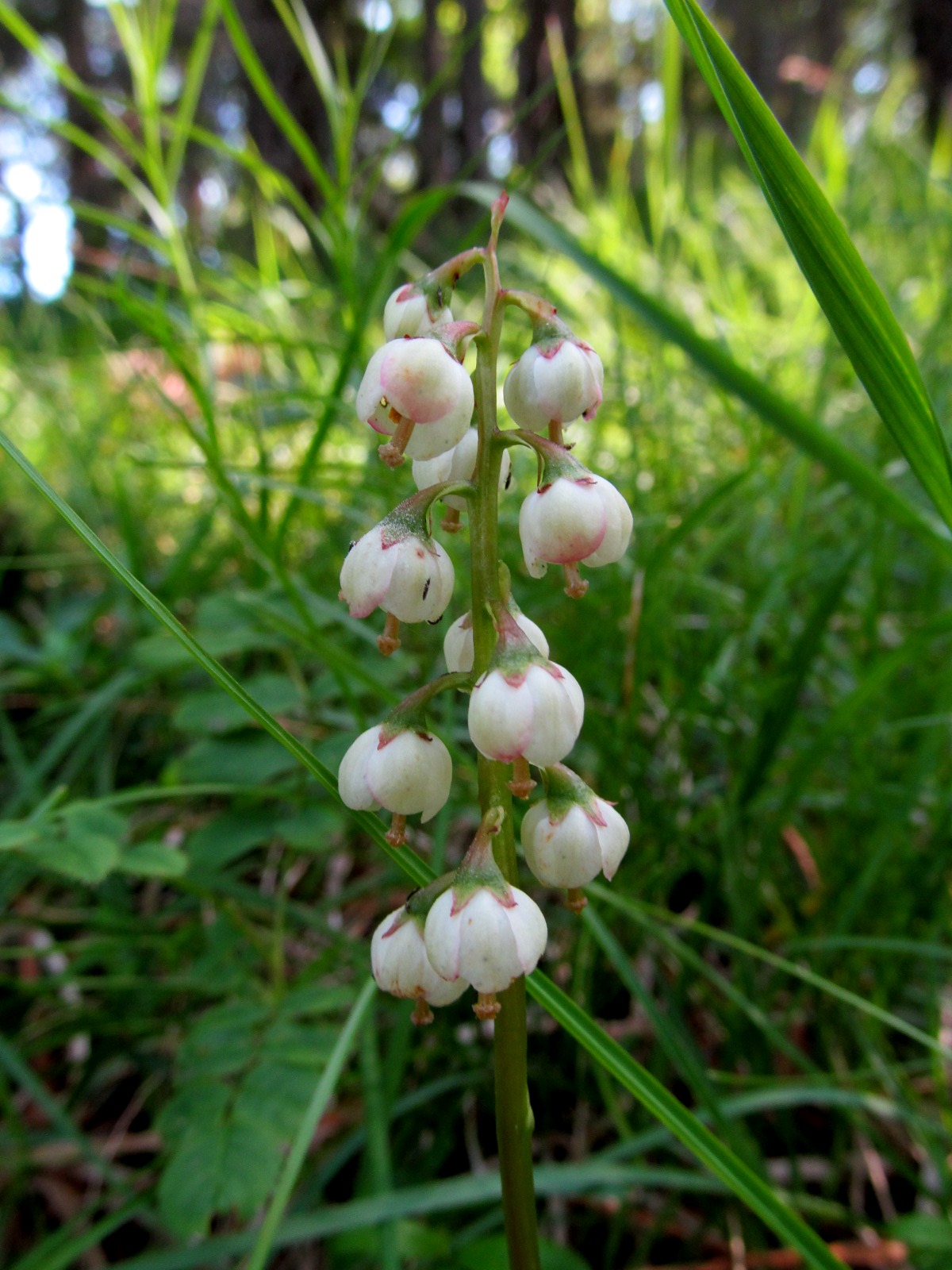 IMG_0013 Pyrola media (Mittleres Immergrün), Göller.JPG