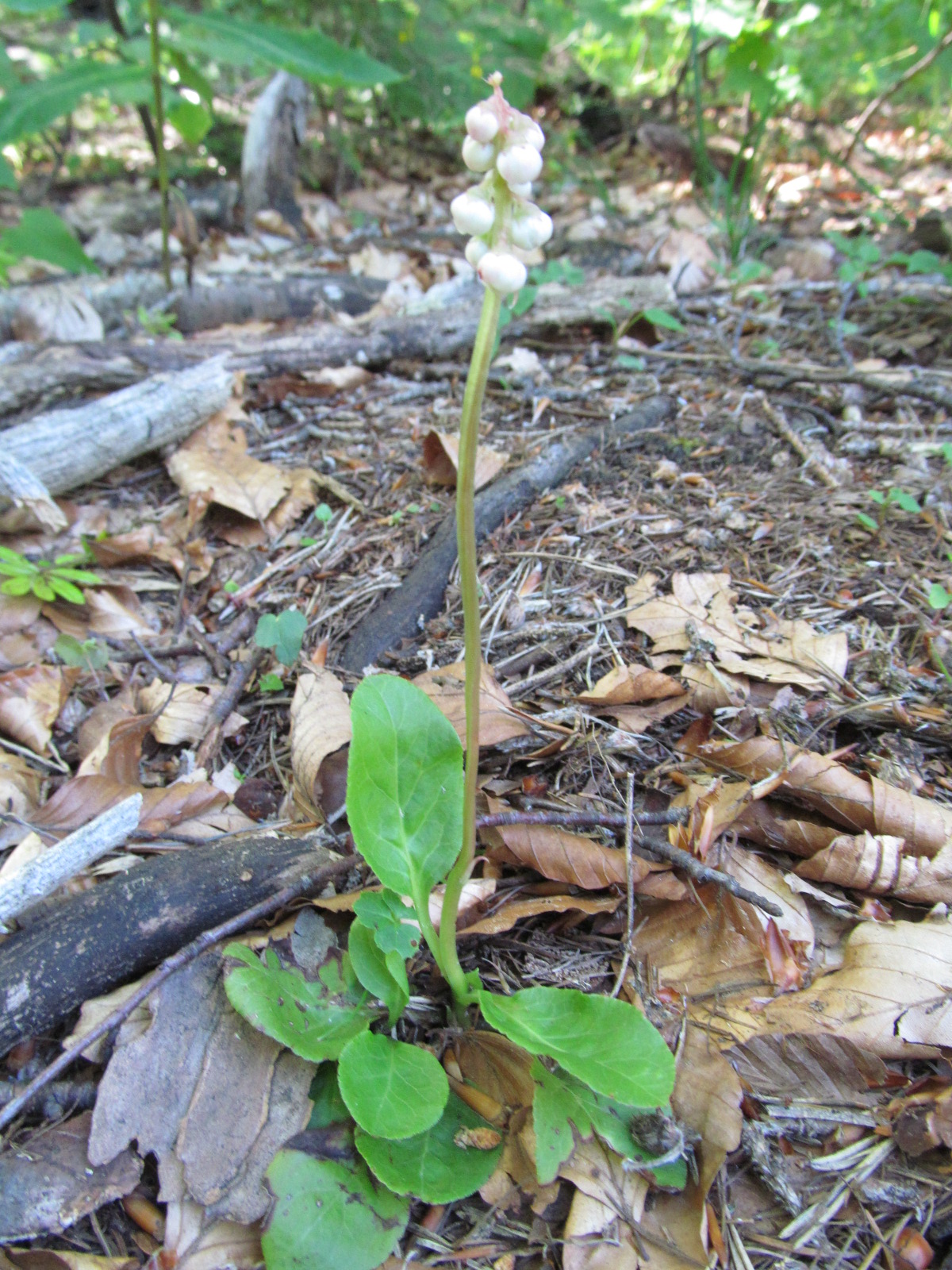 IMG_0053 Pyrola minor (Kleines Wintergrün),Göller.JPG