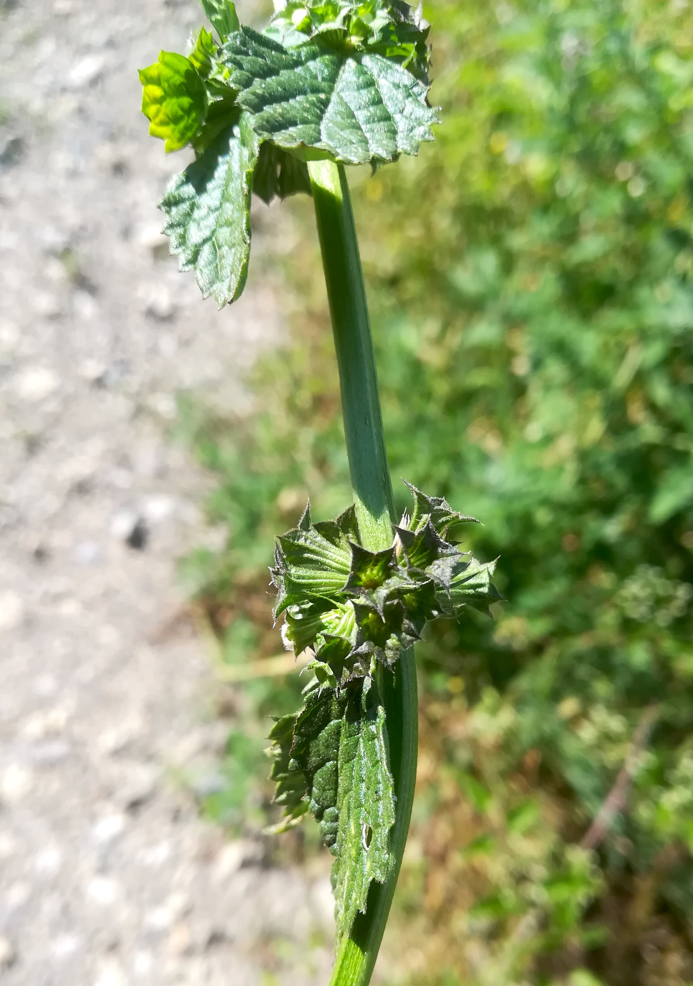 ballota nigra cf. subsp. meridionalis ehemaliger nordbahnhof_20200712_152007.jpg