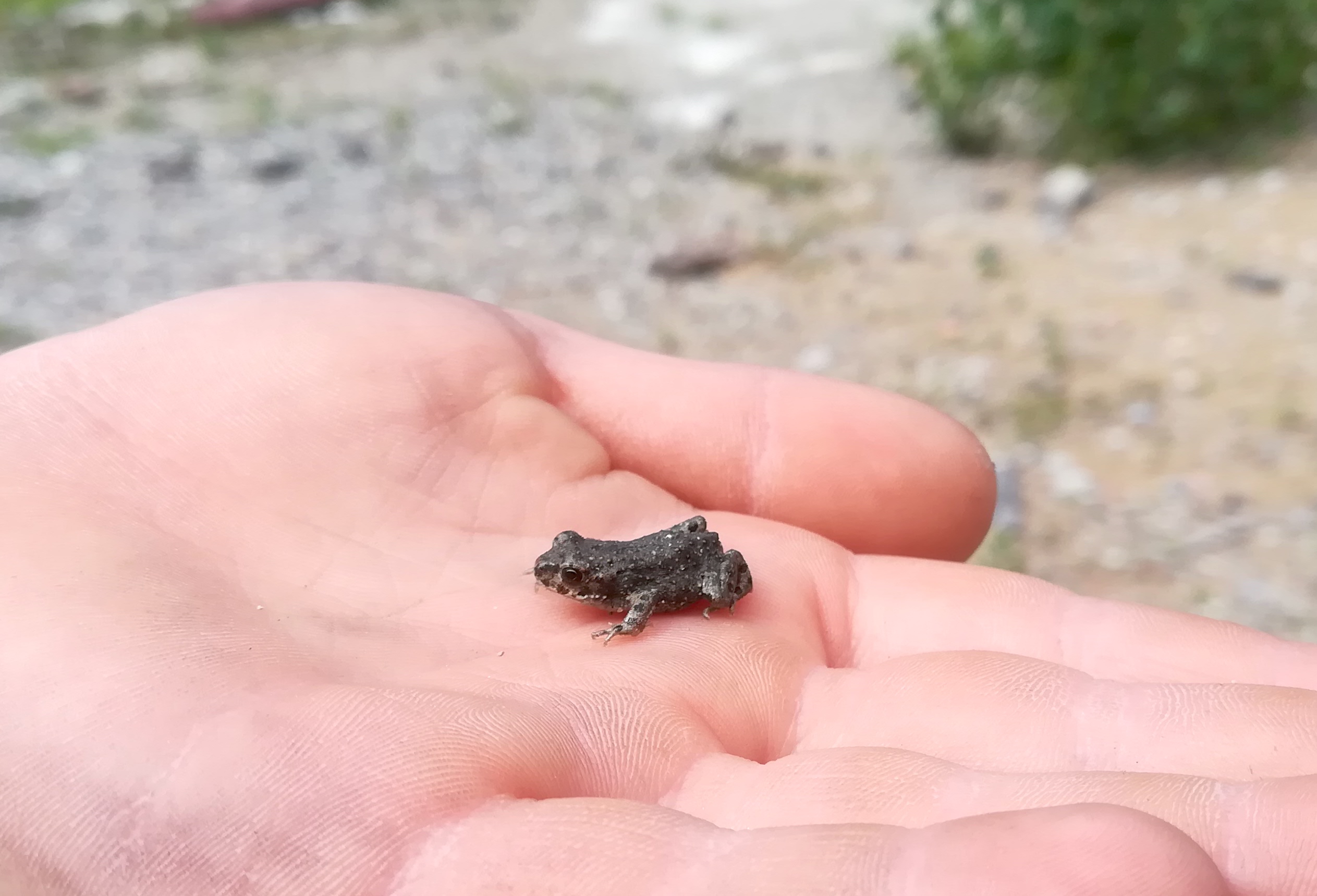 anura sp. ehemaliger nordbahnhof_20200712_150821.jpg