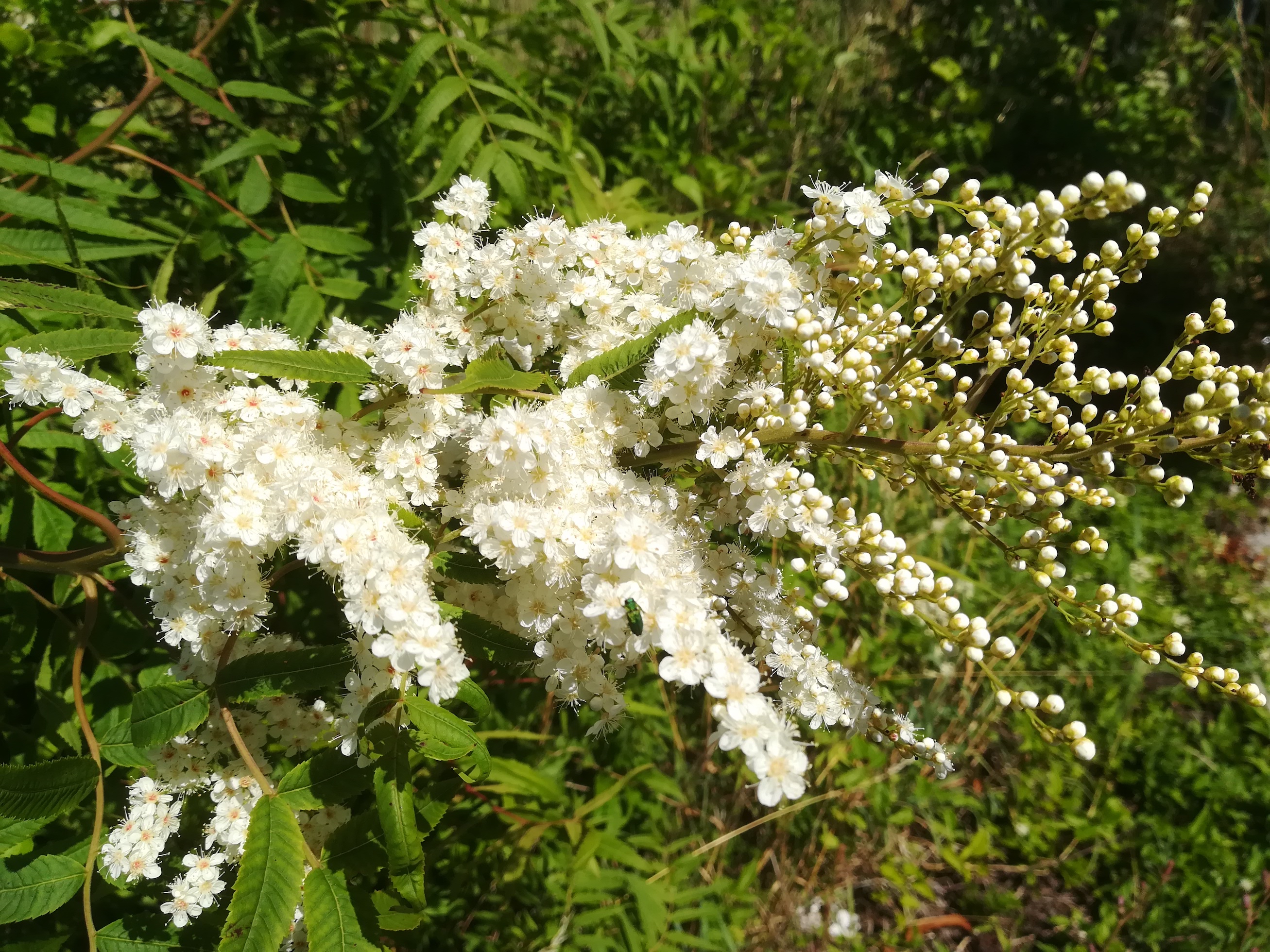 sorbaria tomentosa bei s-bahnstation speising_20200706_140906.jpg