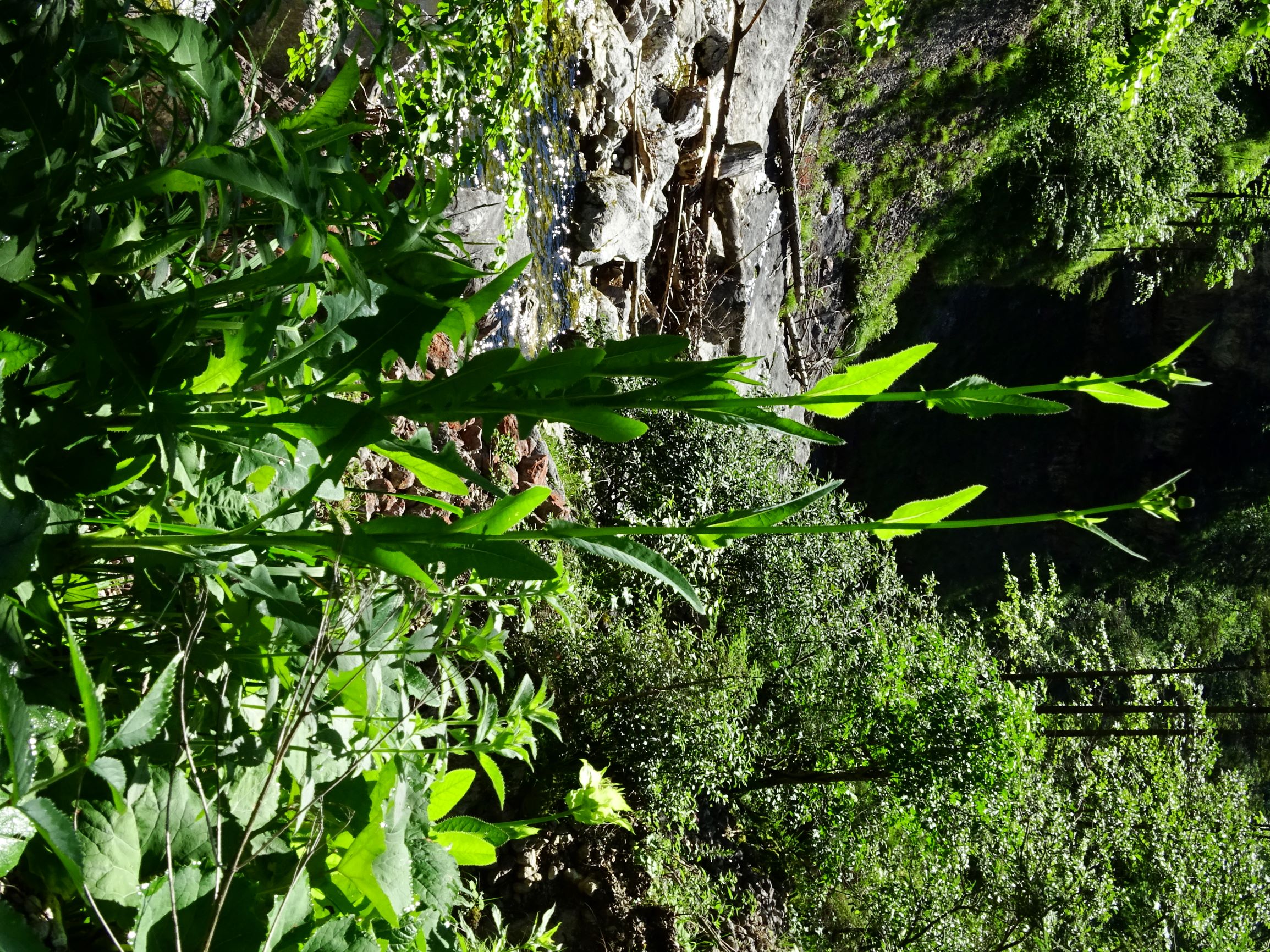 DSC07917 sonchus palustris.JPG