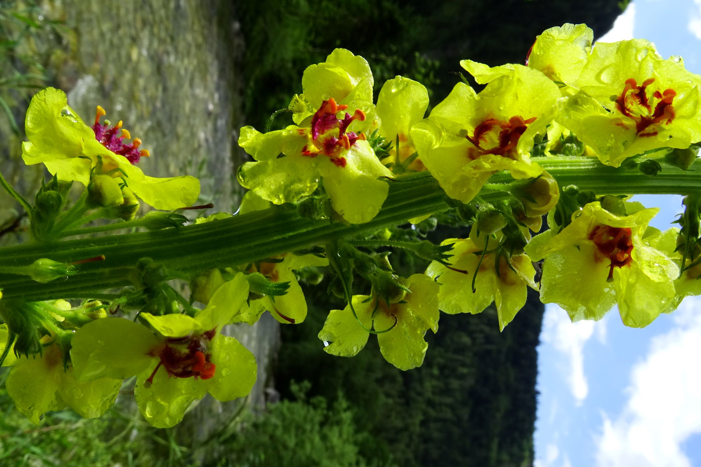 DSC06862 verbascum nigrum.JPG