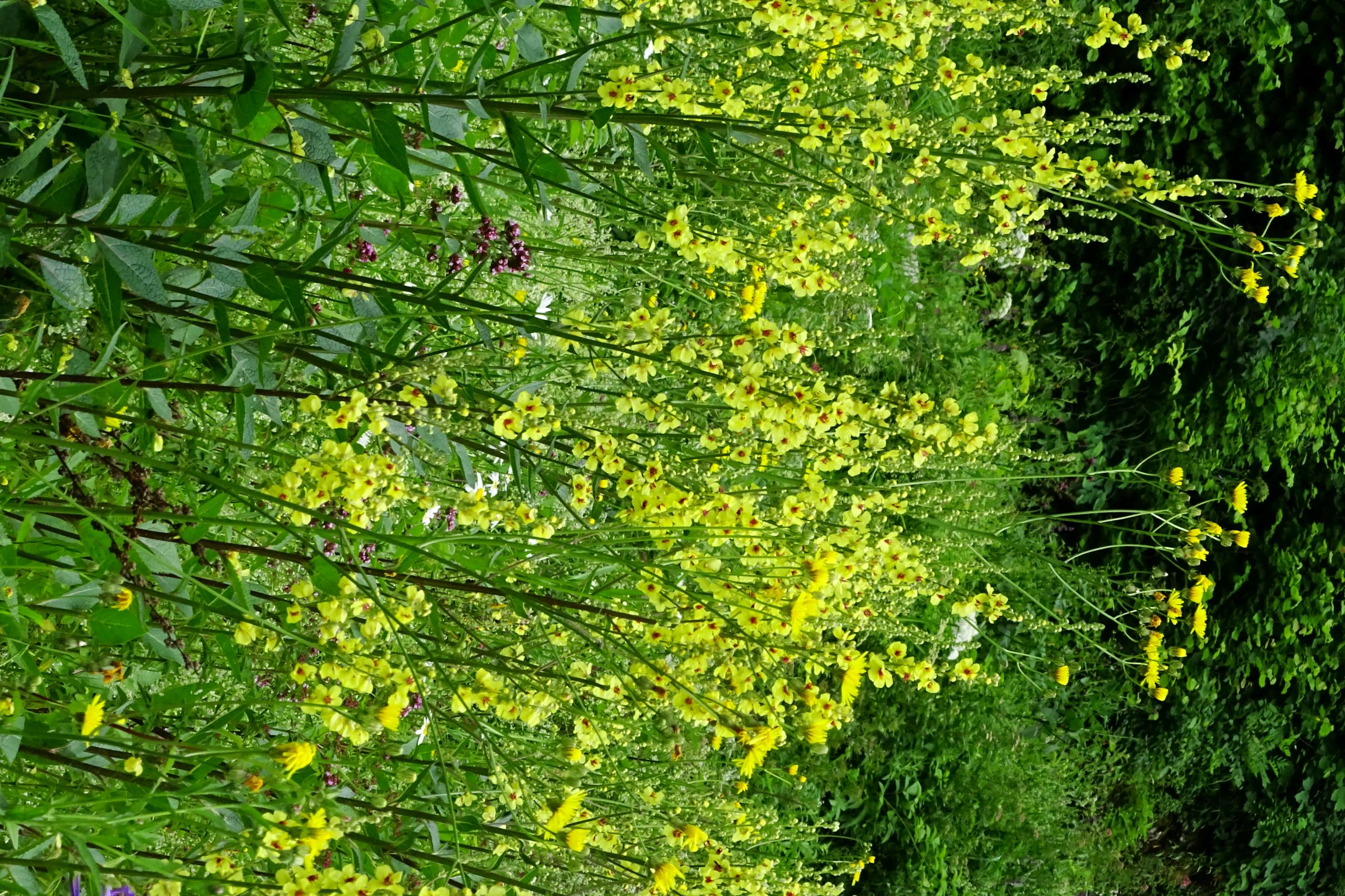 DSC0696 verbascum chaixii austriacum.JPG