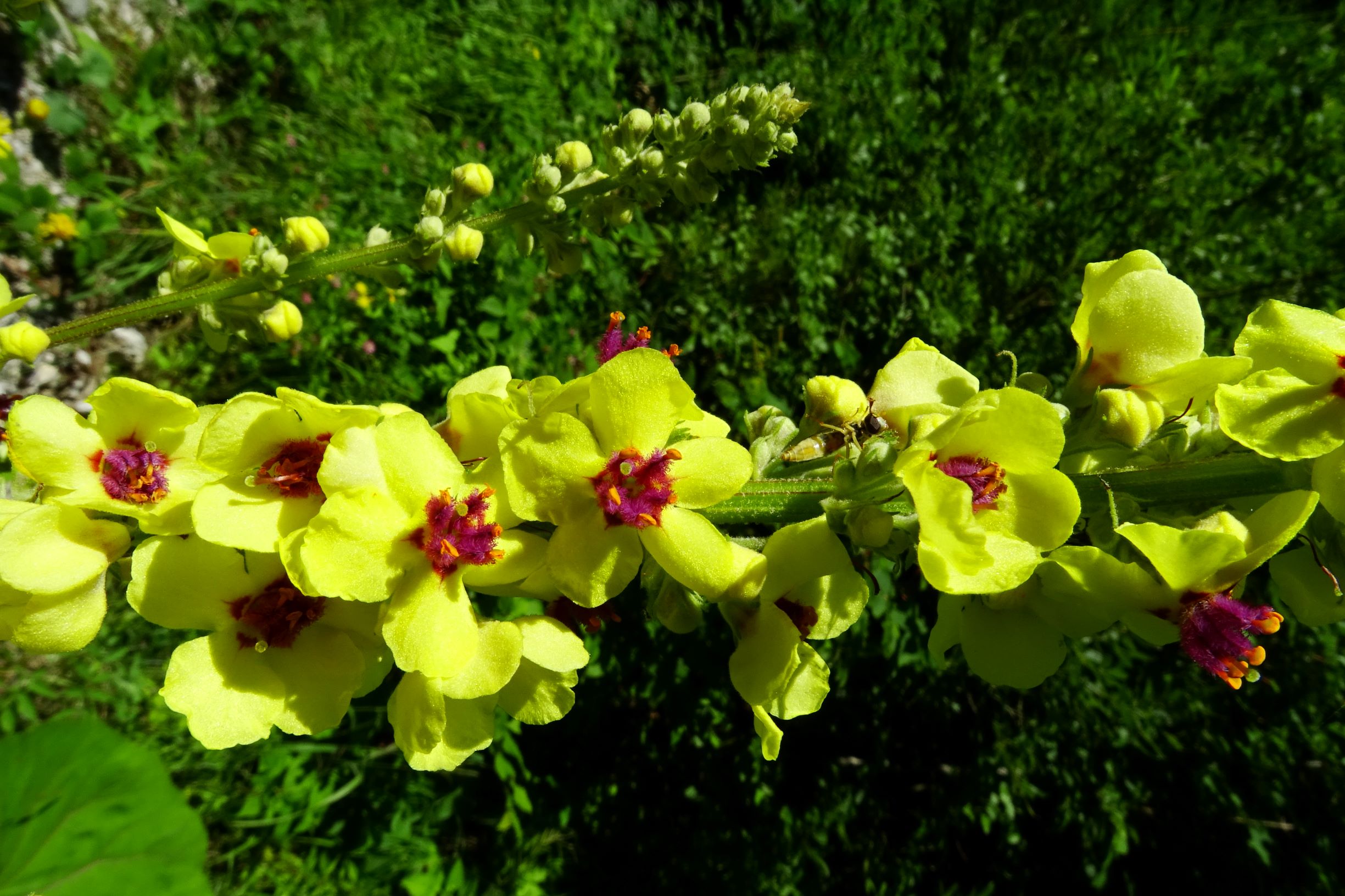DSC07907 verbascum cf. chaixii austriacum.JPG