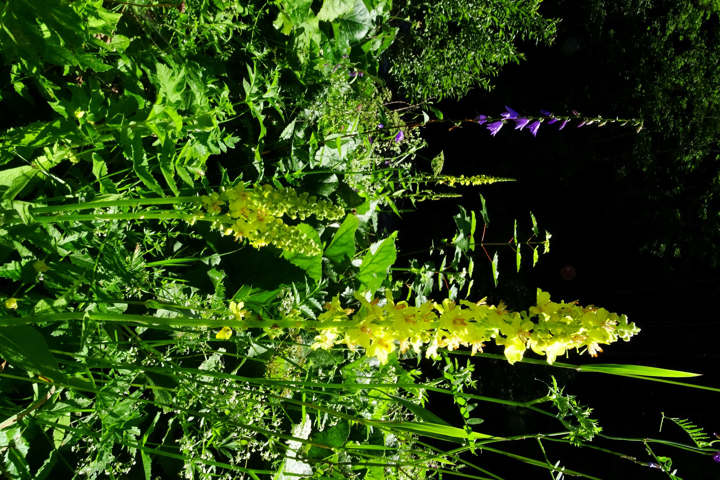 DSC07909 verbascum cf. nigrum.JPG