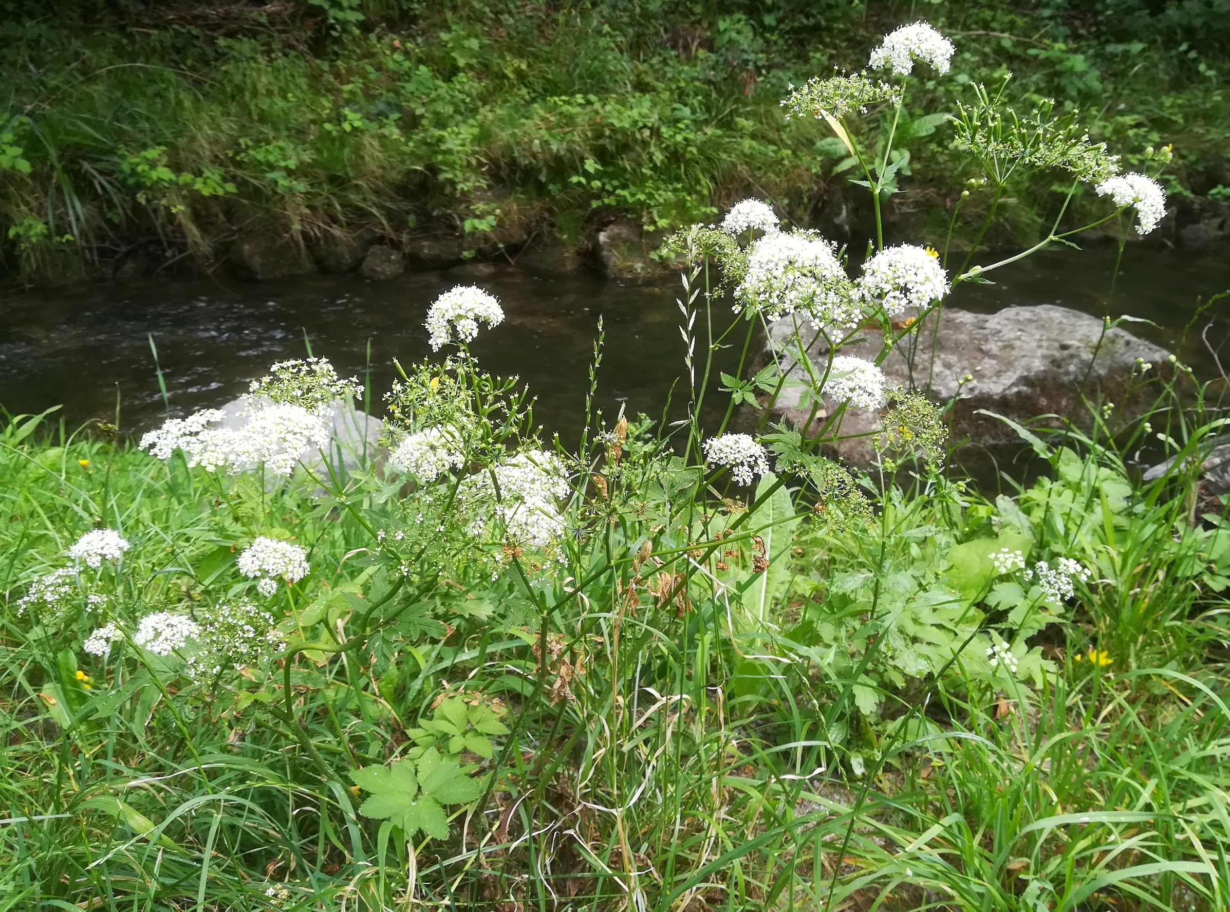 chaerophyllum aromaticum mauerbach josef-harrer-brücke mariabrunn_20200717_103233.jpg