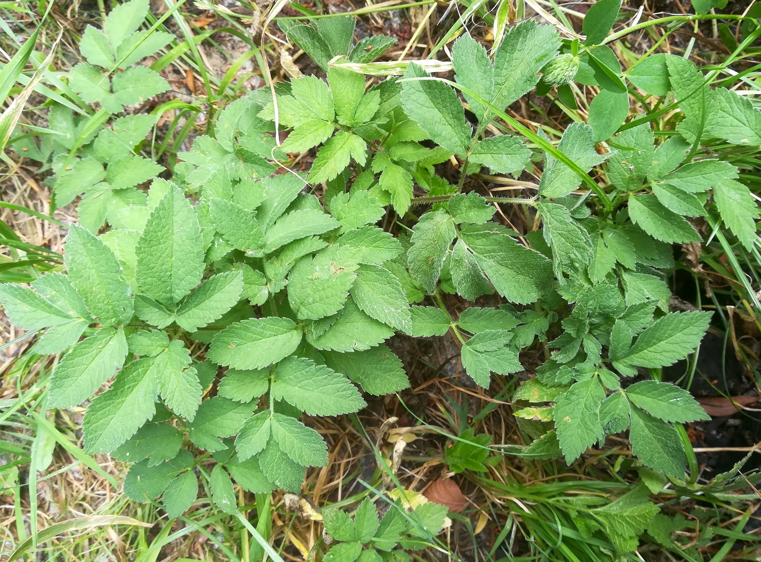 chaerophyllum aromaticum mauerbach josef-harrer-brücke mariabrunn_20200717_103311.jpg
