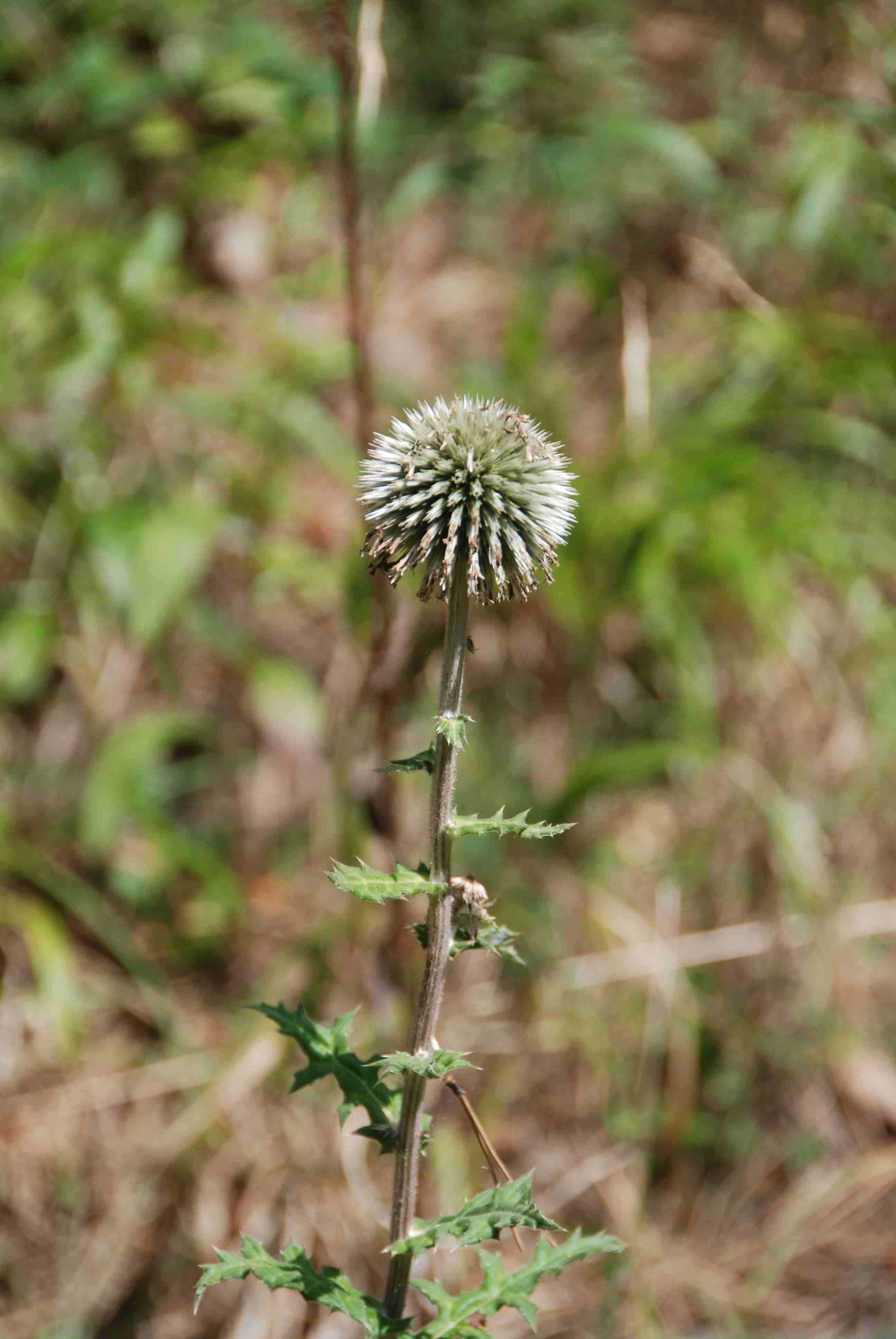 Priglitz-Echinops-26082017-(2).JPG