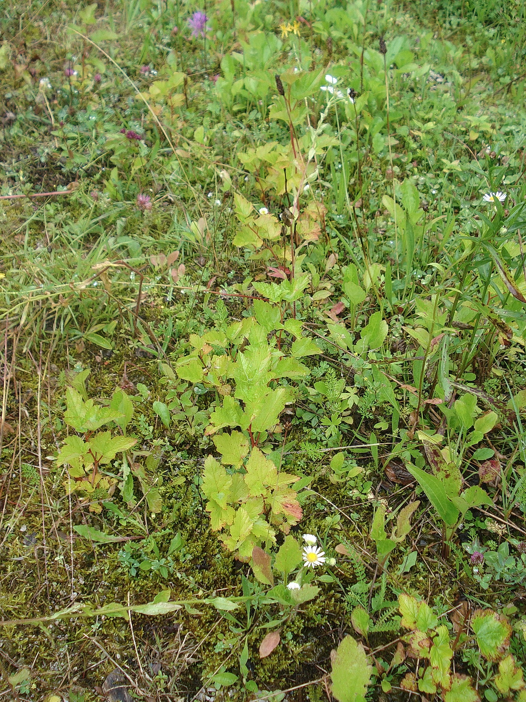 Physocarpus.opulifolius.verw.St-Hopfgarten.b.Wildalpen.21.7.20.JPG