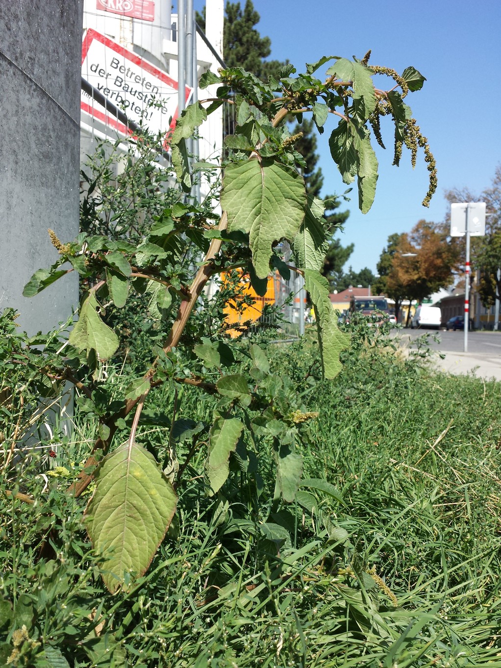 Amaranthus viridis 5.jpg