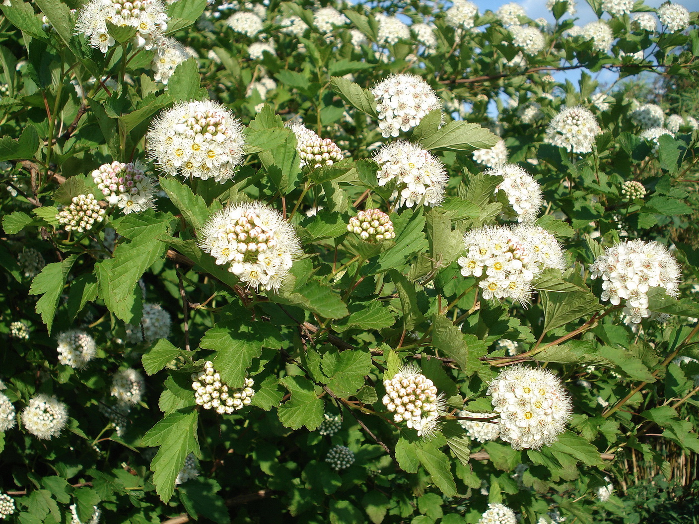 Physocarpus.opulifolius in Blüte.jpg