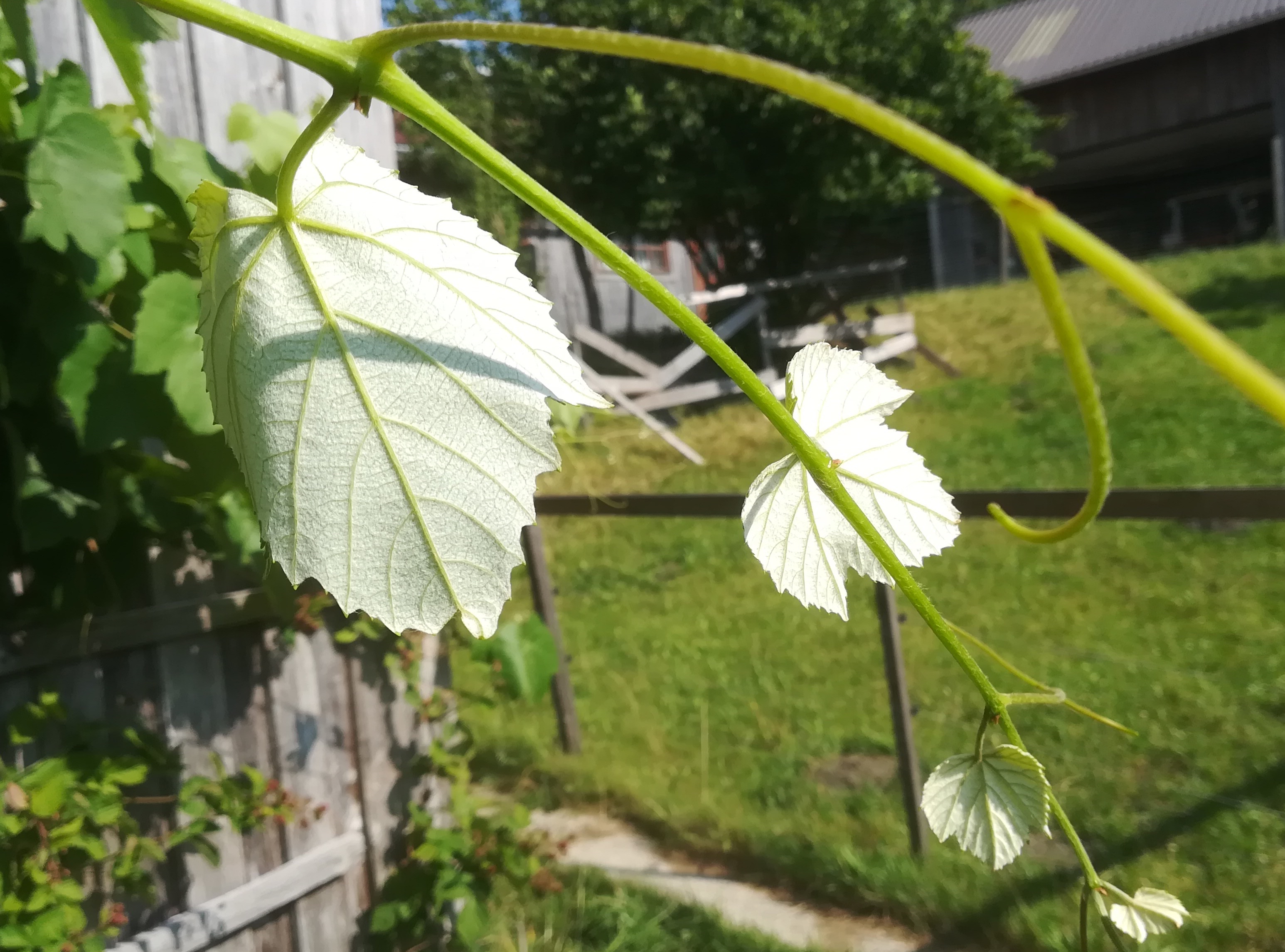 vitis labrusca kleindurlas michelbach nähe hainfeld_20200723_163108.jpg