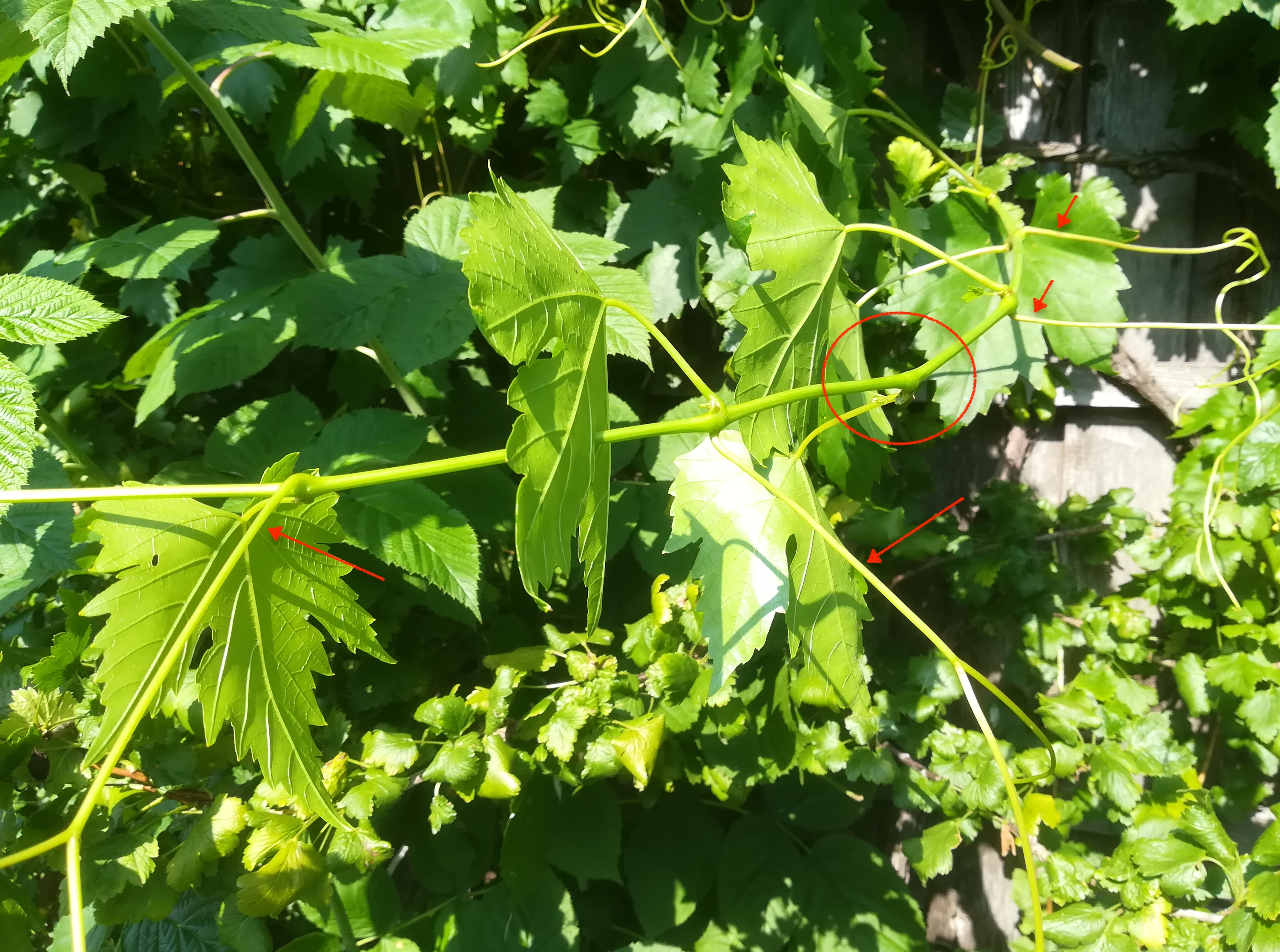 vitis vinifera subsp. vinifera kleindurlas michelbach nähe hainfeld_20200723_163342.jpg