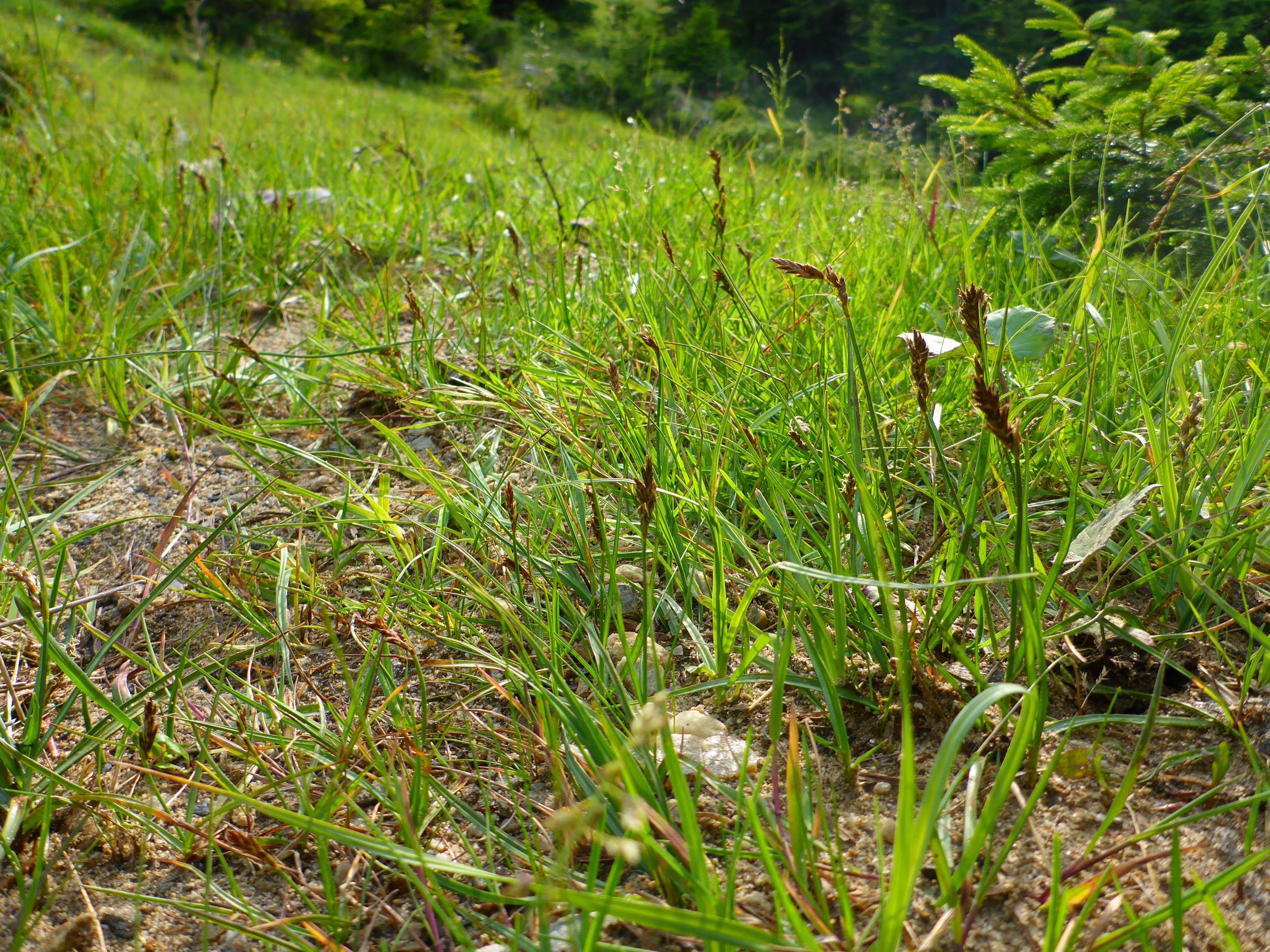 P2270350 stubalm blysmus compressus.JPG