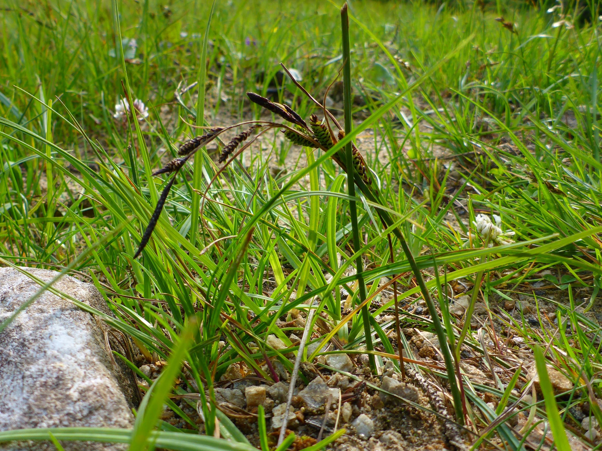 P2270352 (2) stubalm carex nigra (vielährig).JPG