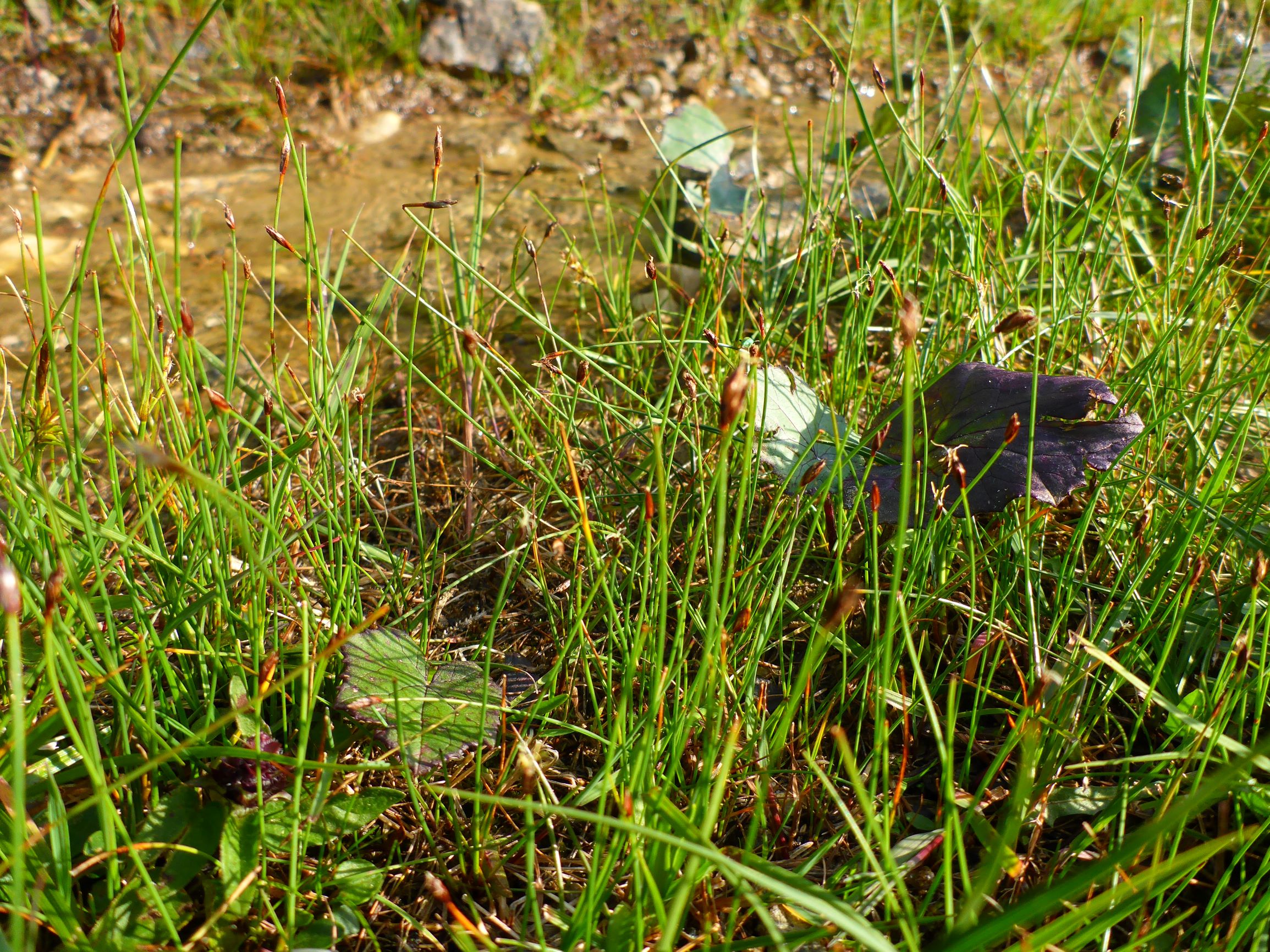 P2270353 stubalm eleocharis quinqueflora oder acicularis.JPG