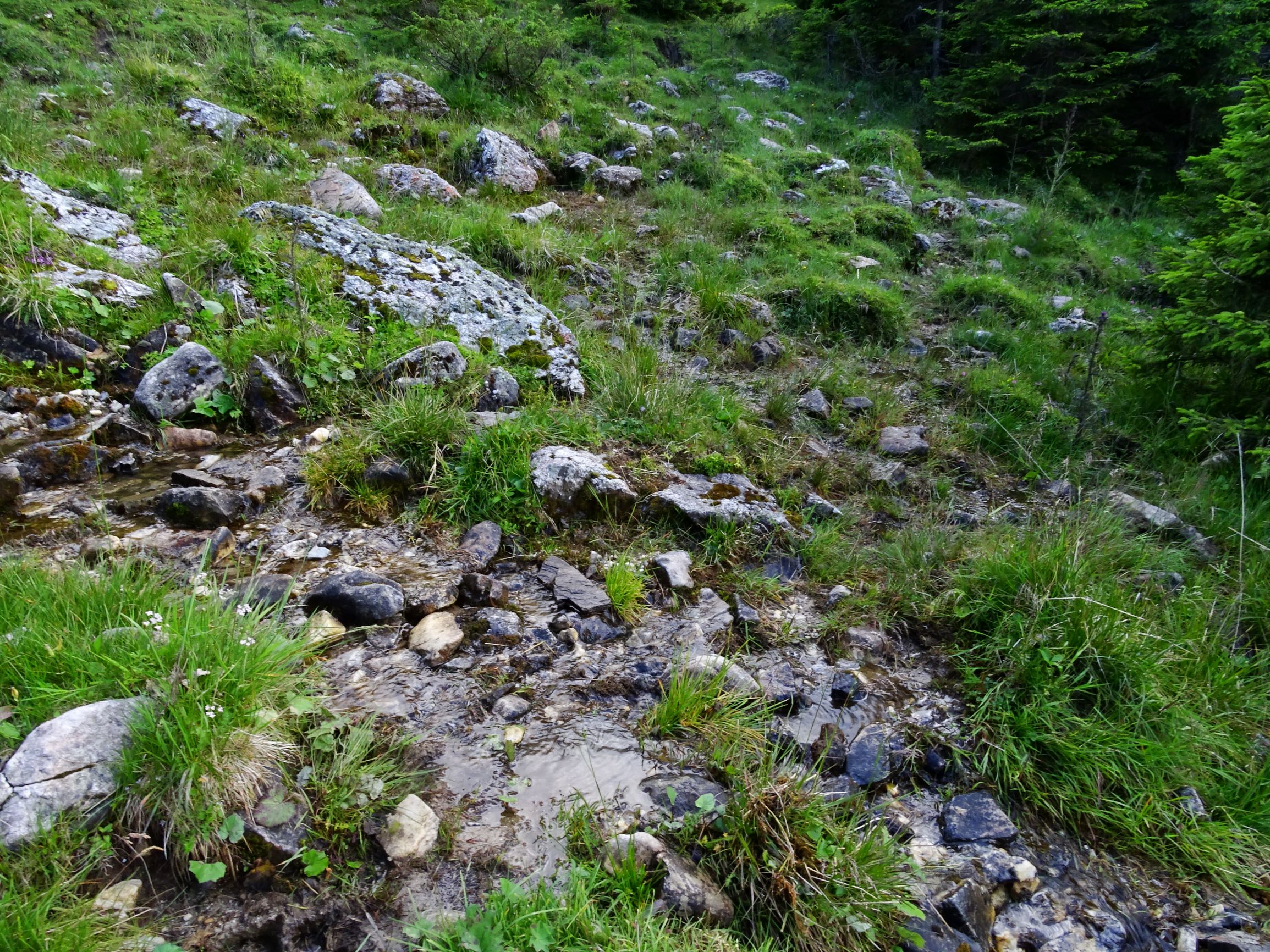 DSC09923 stubalm quellbach.JPG