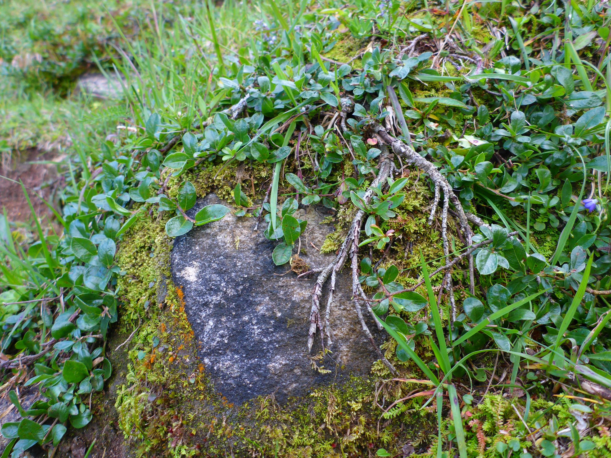 P2270380 stubalm salix alpina.JPG