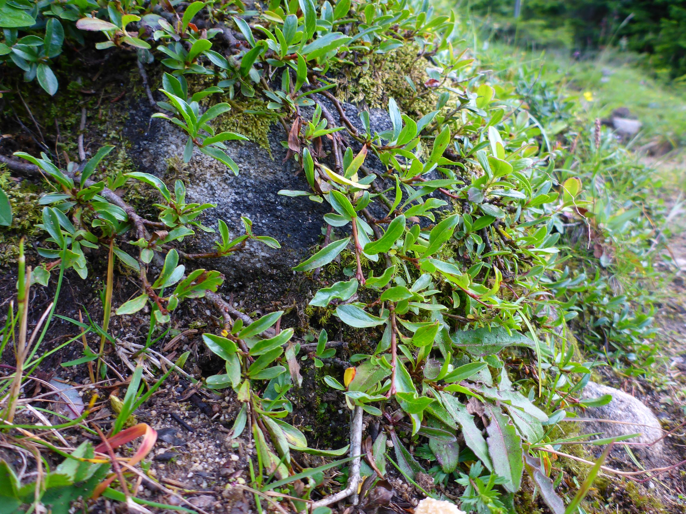 P2270381 stubalm cf salix retusa x alpina.JPG