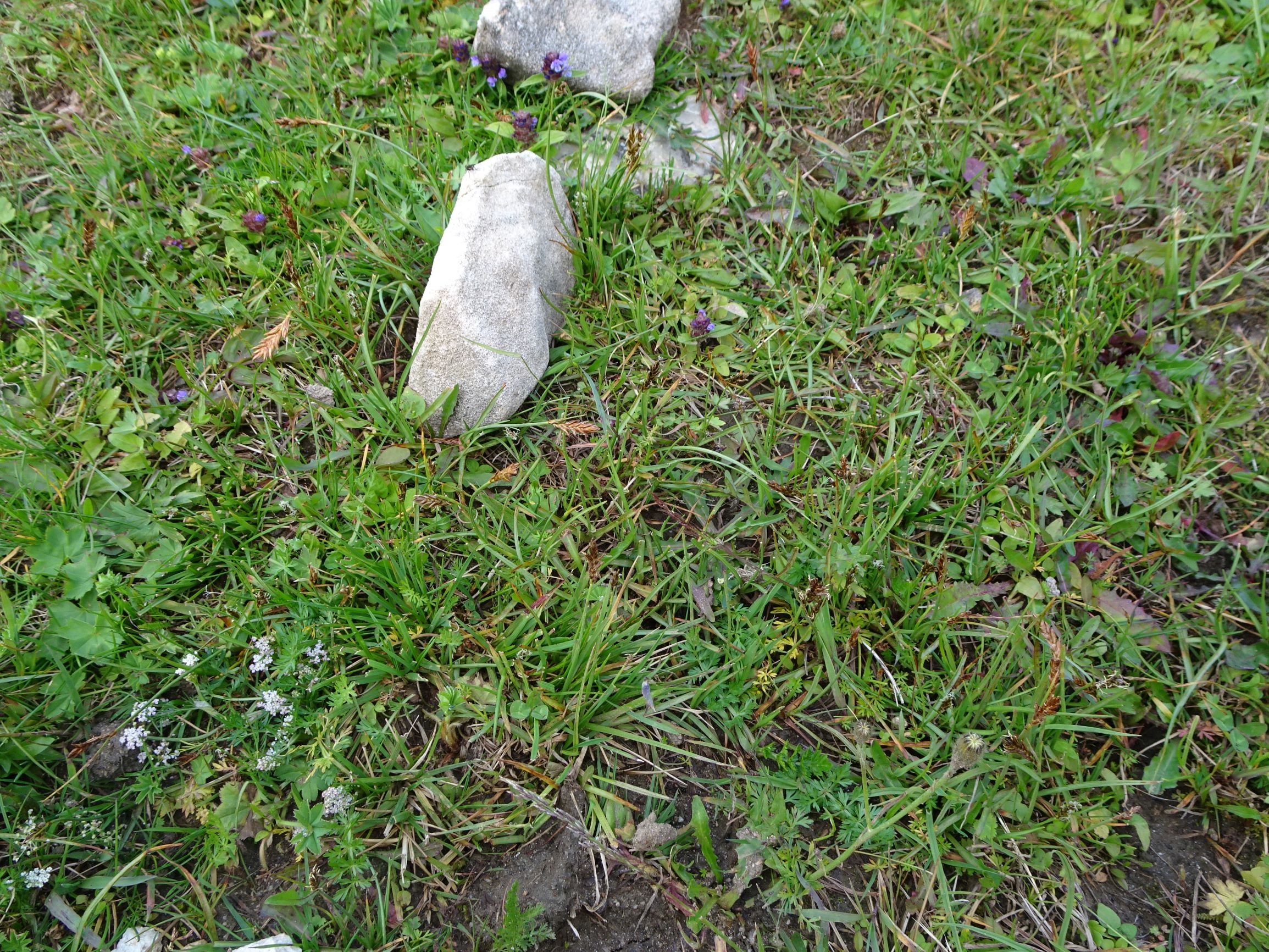 DSC08870 stubalm blysmus compressus (trocken stehend).JPG