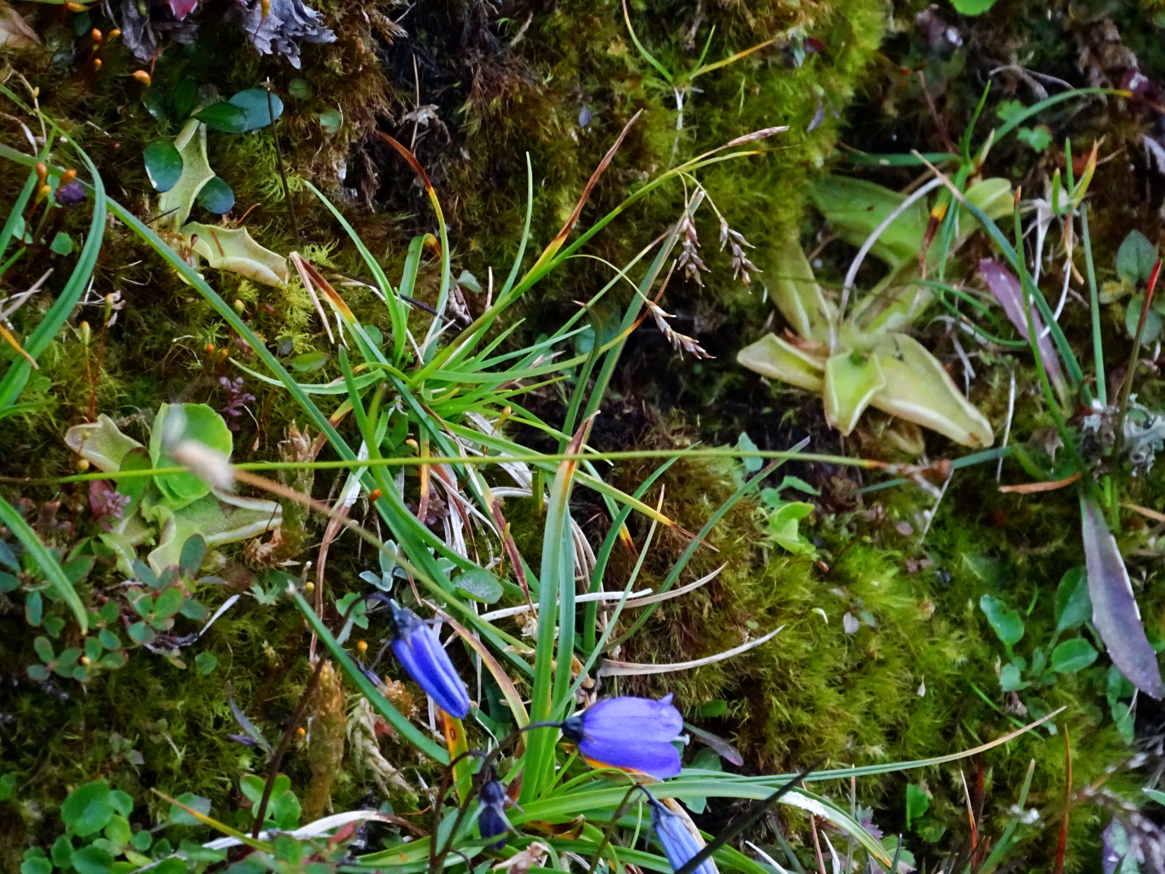 DSC09937 stubalm carex capillaris, viola biflora, arabis cf. soyeri, pinguicula vulgaris, campanula cochleariifolia, vaccinium uliginosum s.str. etc..JPG