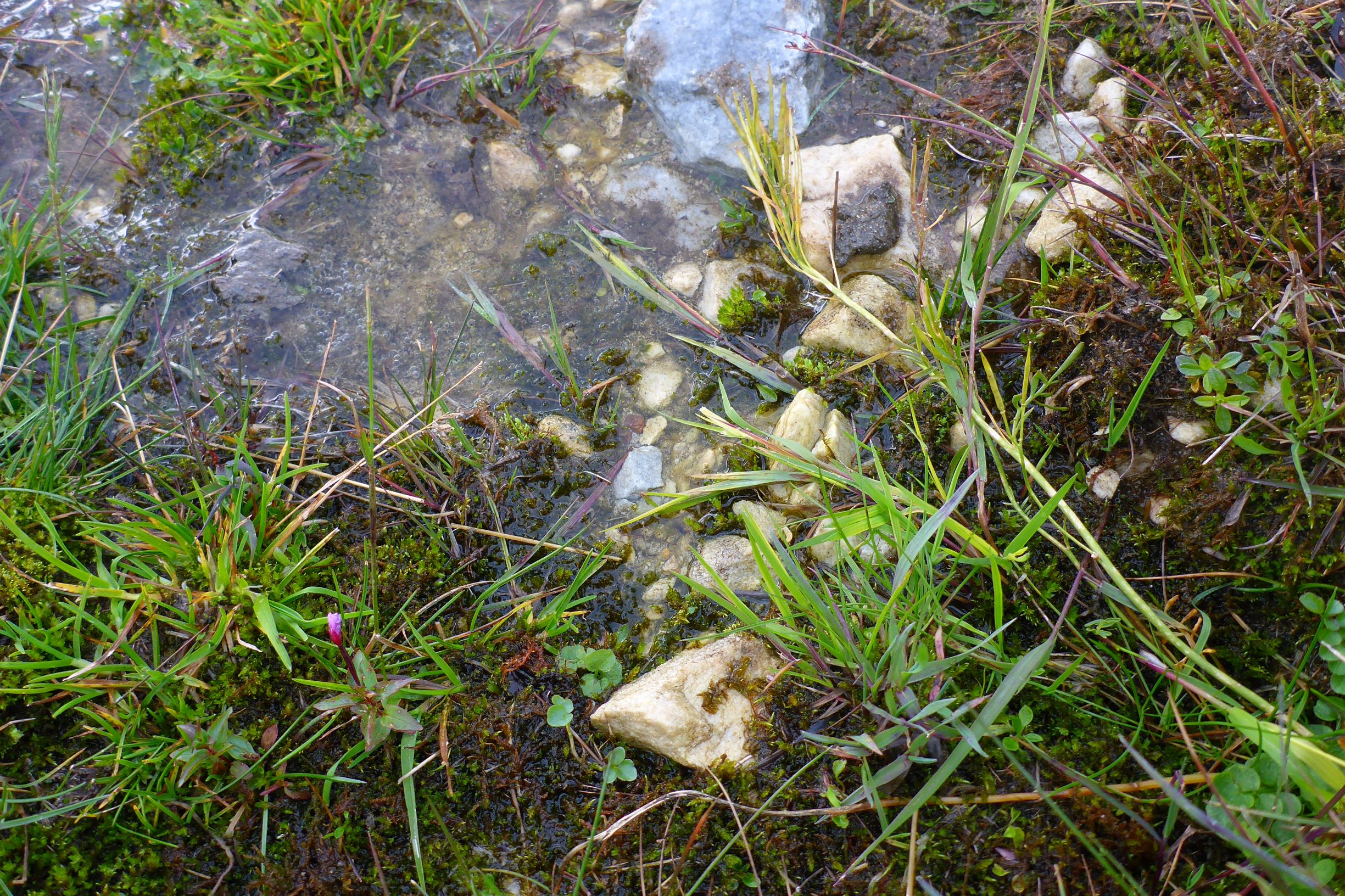 P2270401 stubalm epilobium.JPG