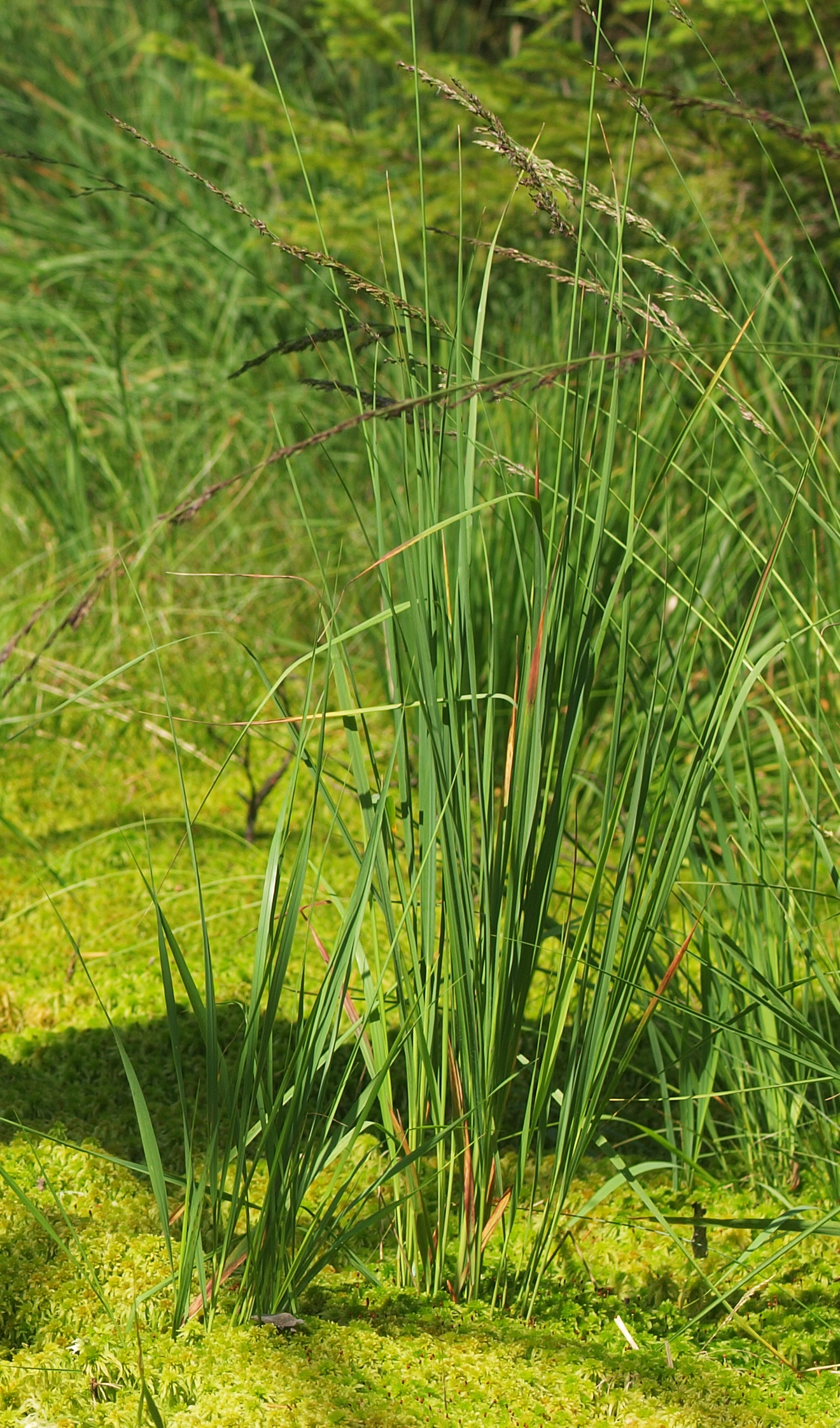 20120804_Sphagnum_Poaceae_sp_maximale.jpg