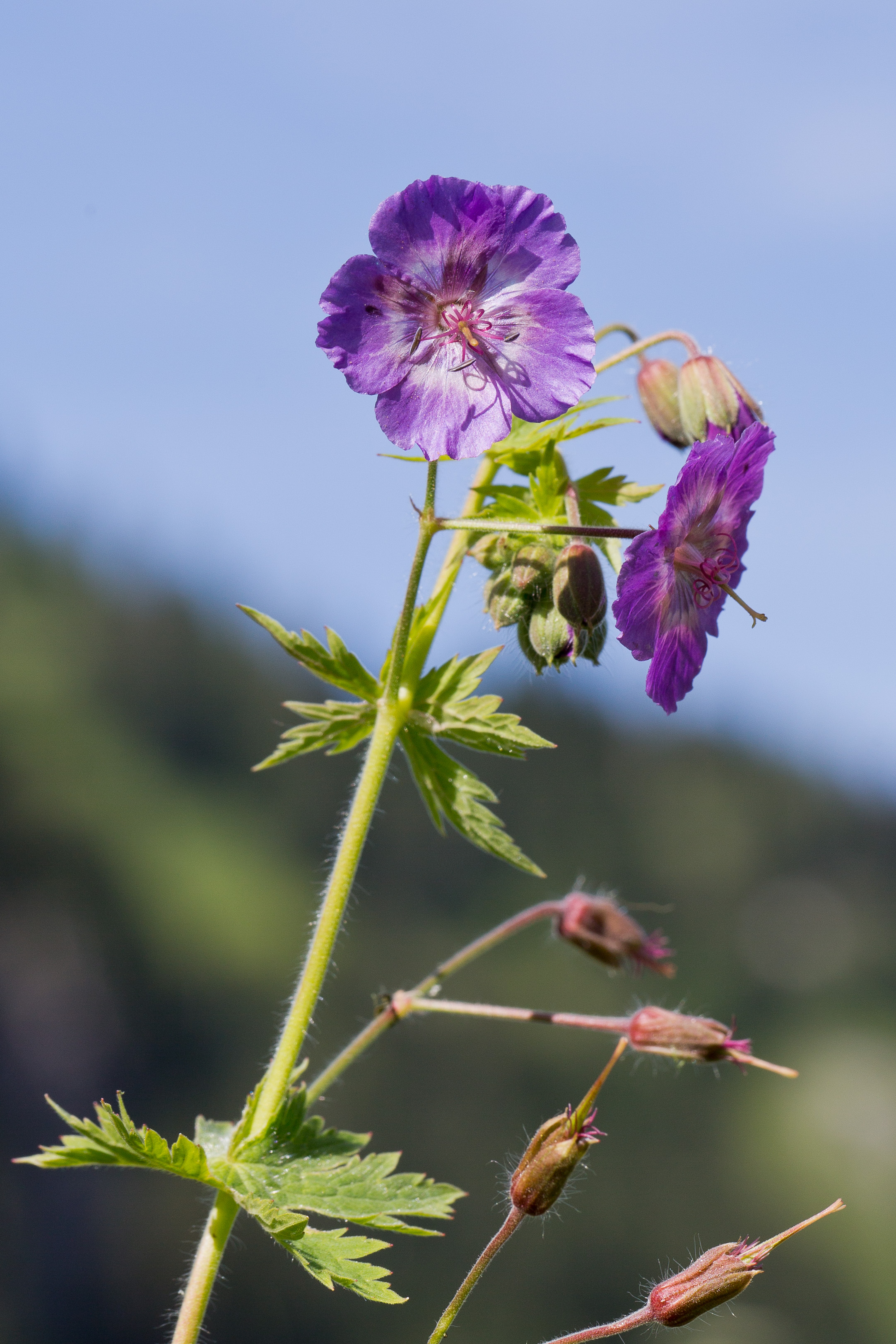 Geraniaceae_Geranium phaeum lividum 1-2.jpg