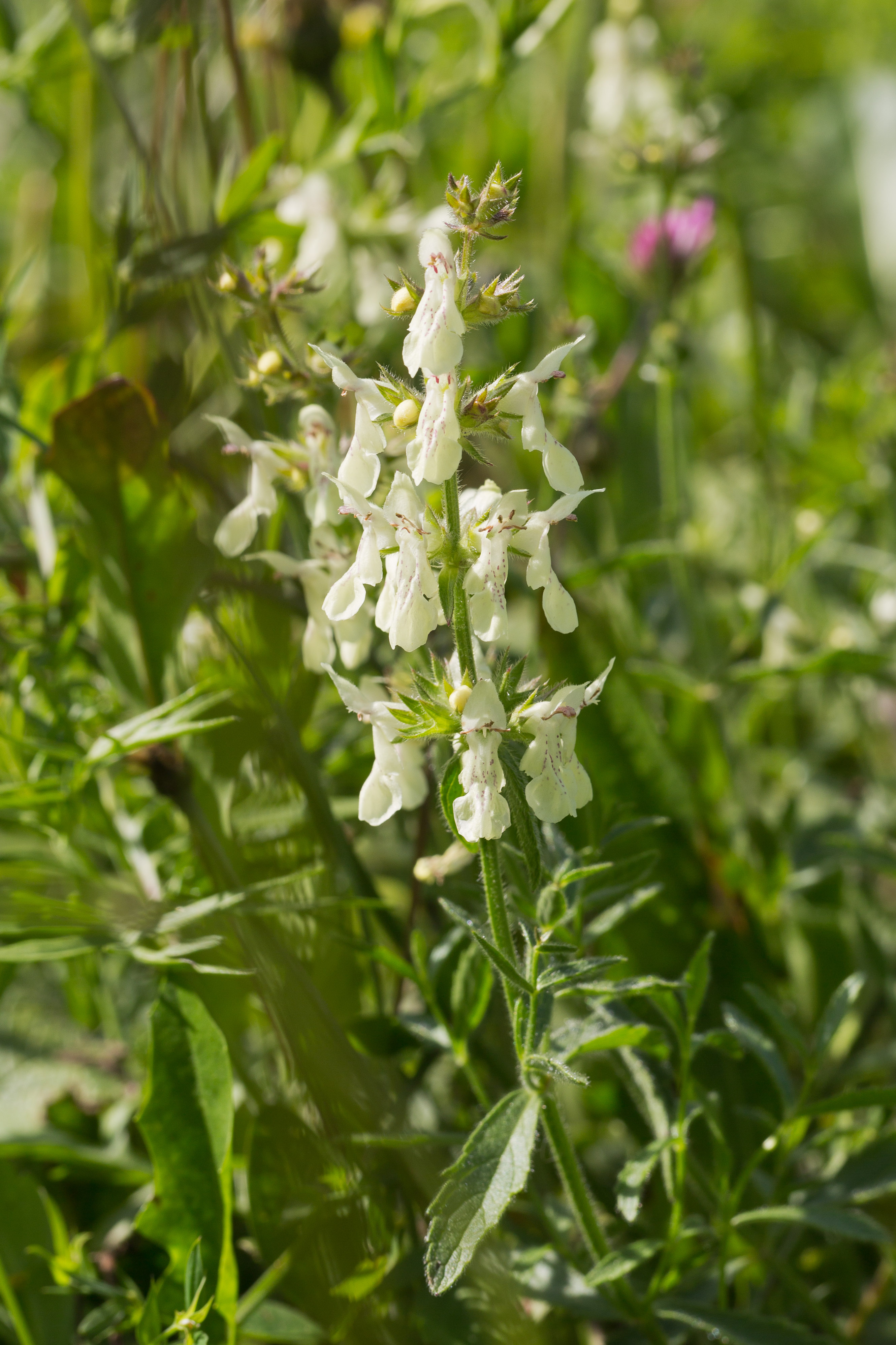 Lamiaceae_Stachys recta labiosa 1-2.jpg