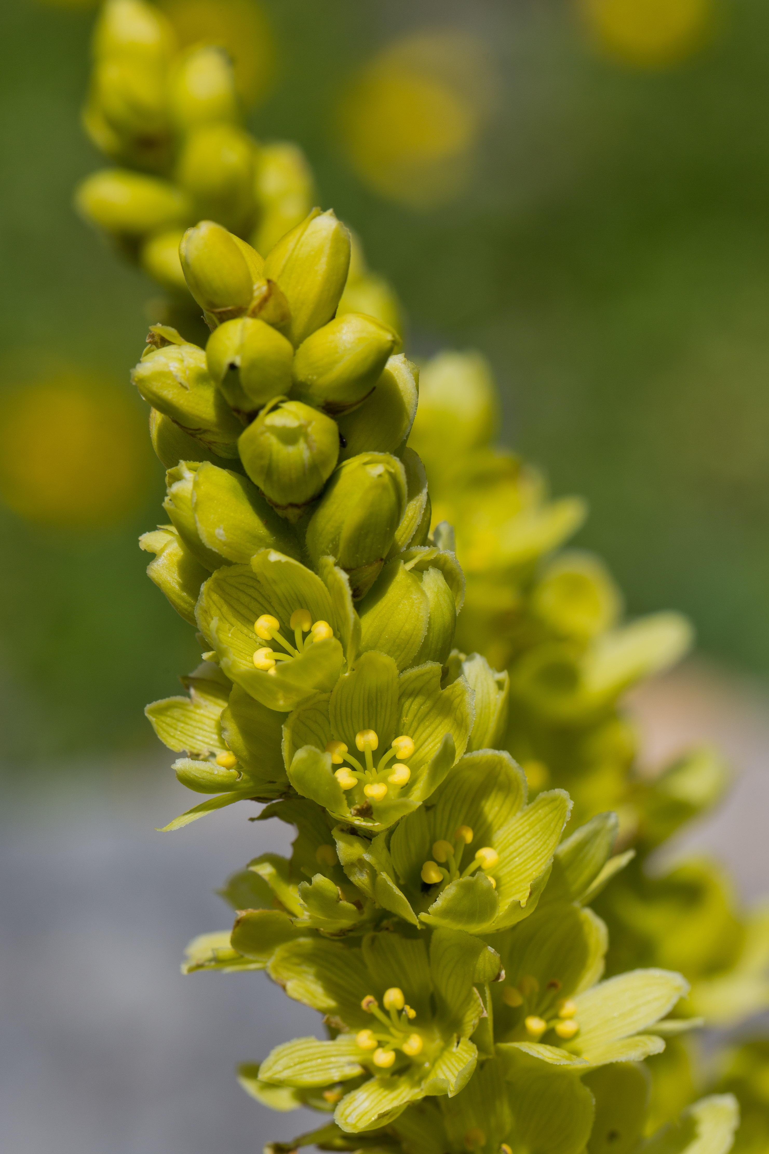 Melanthiaceae_Veratrum album lobelianum 1-2.jpg
