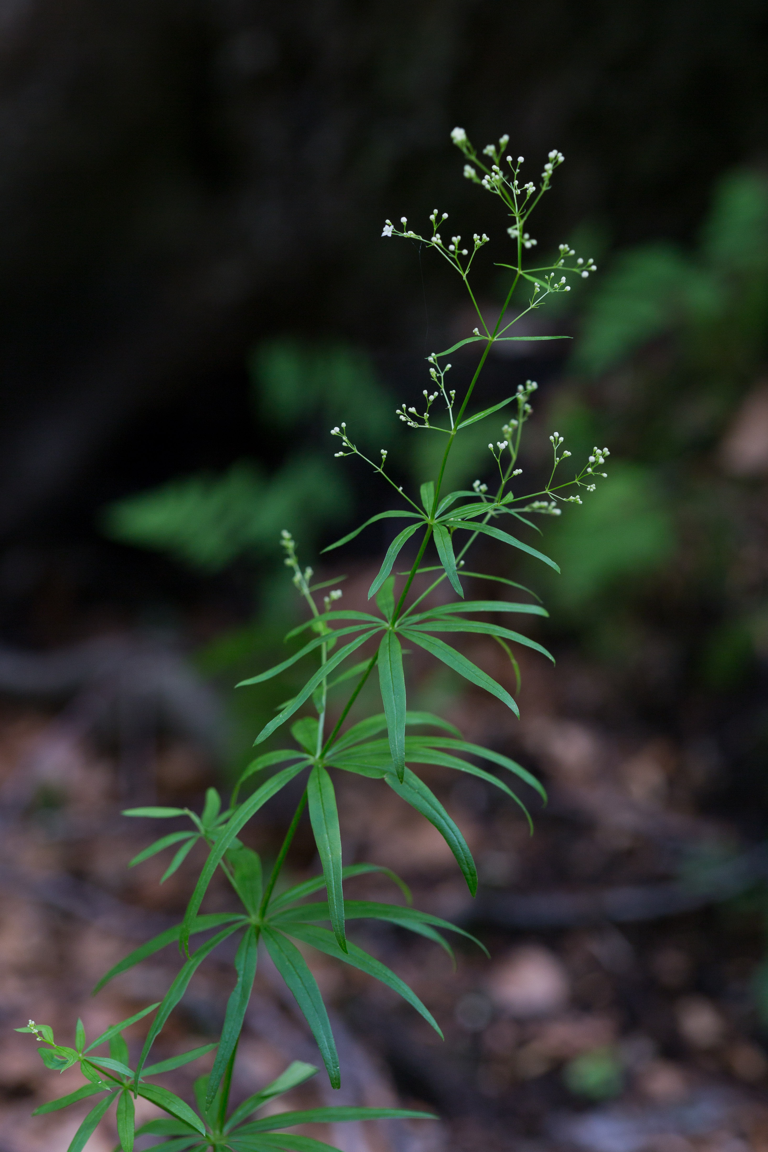 Rubiaceae_Galium laevigatum 1-2.jpg