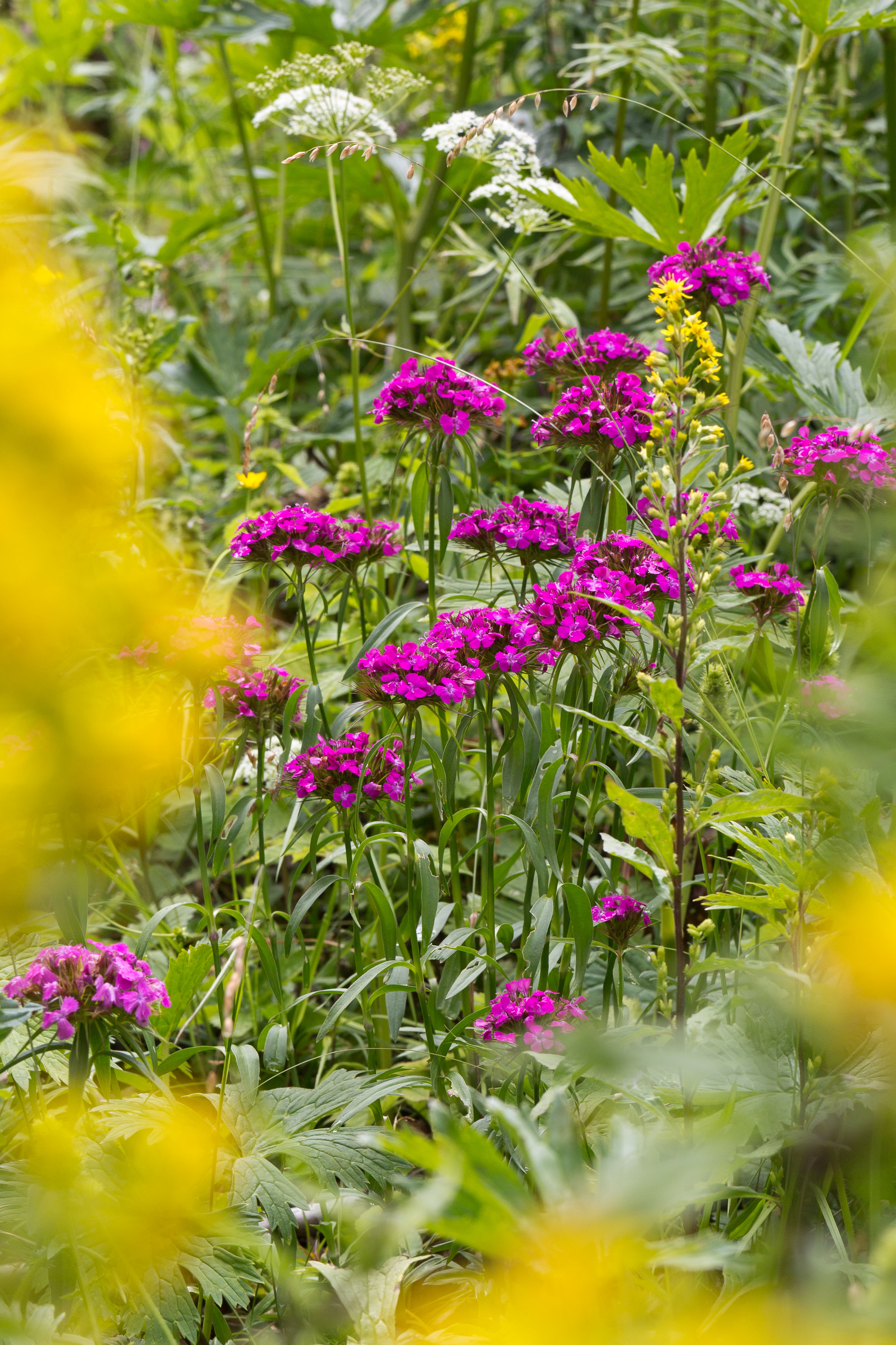 Caryophyllaceae_Dianthus barbatus 5-2.jpg