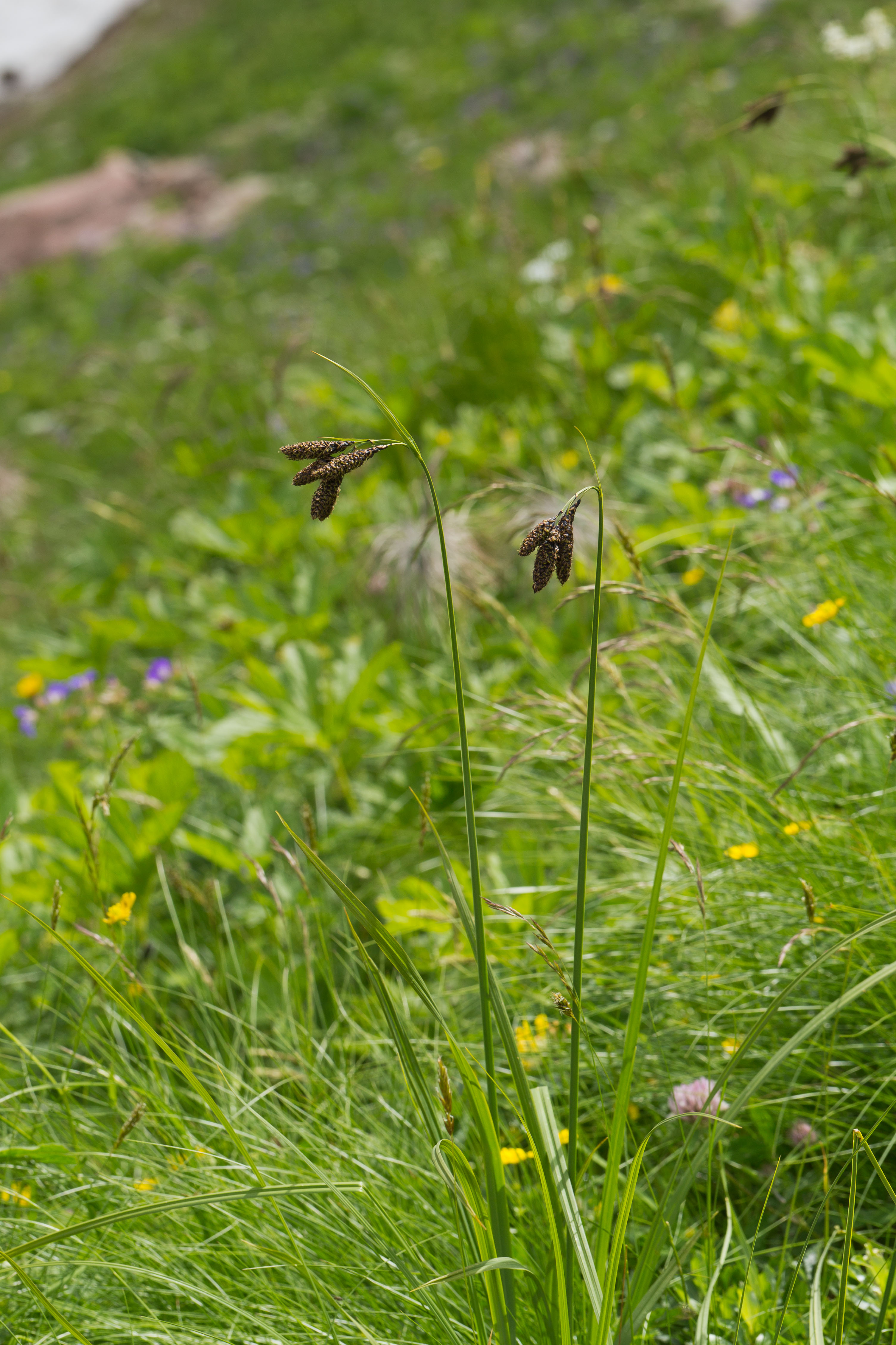 Cyperaceae_Carex aterrima 2-2.jpg