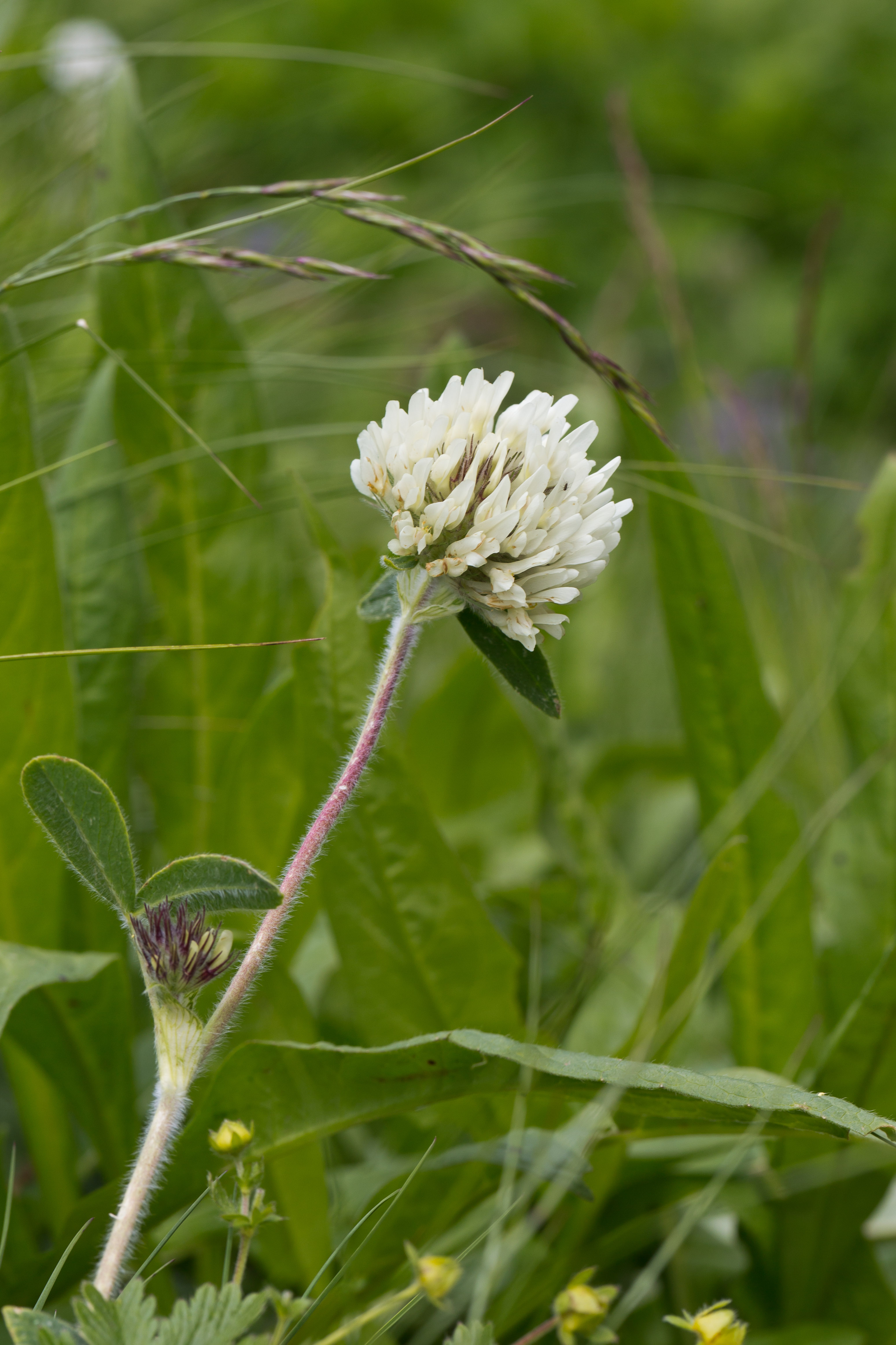 Fabaceae_Trifolium noricum 1-2.jpg