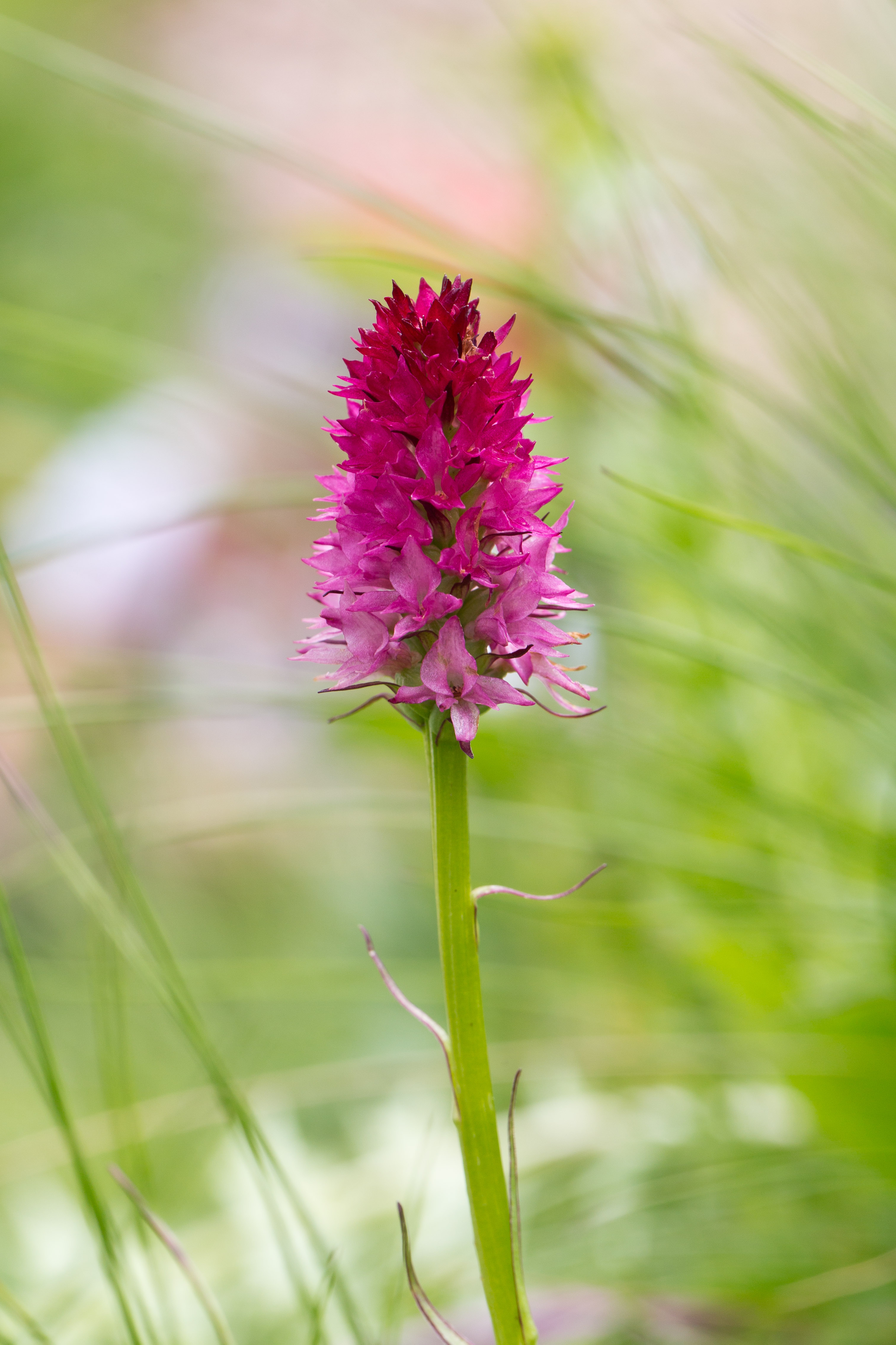 Orchidaceae_Nigritella lithopolitanica 2-2.jpg